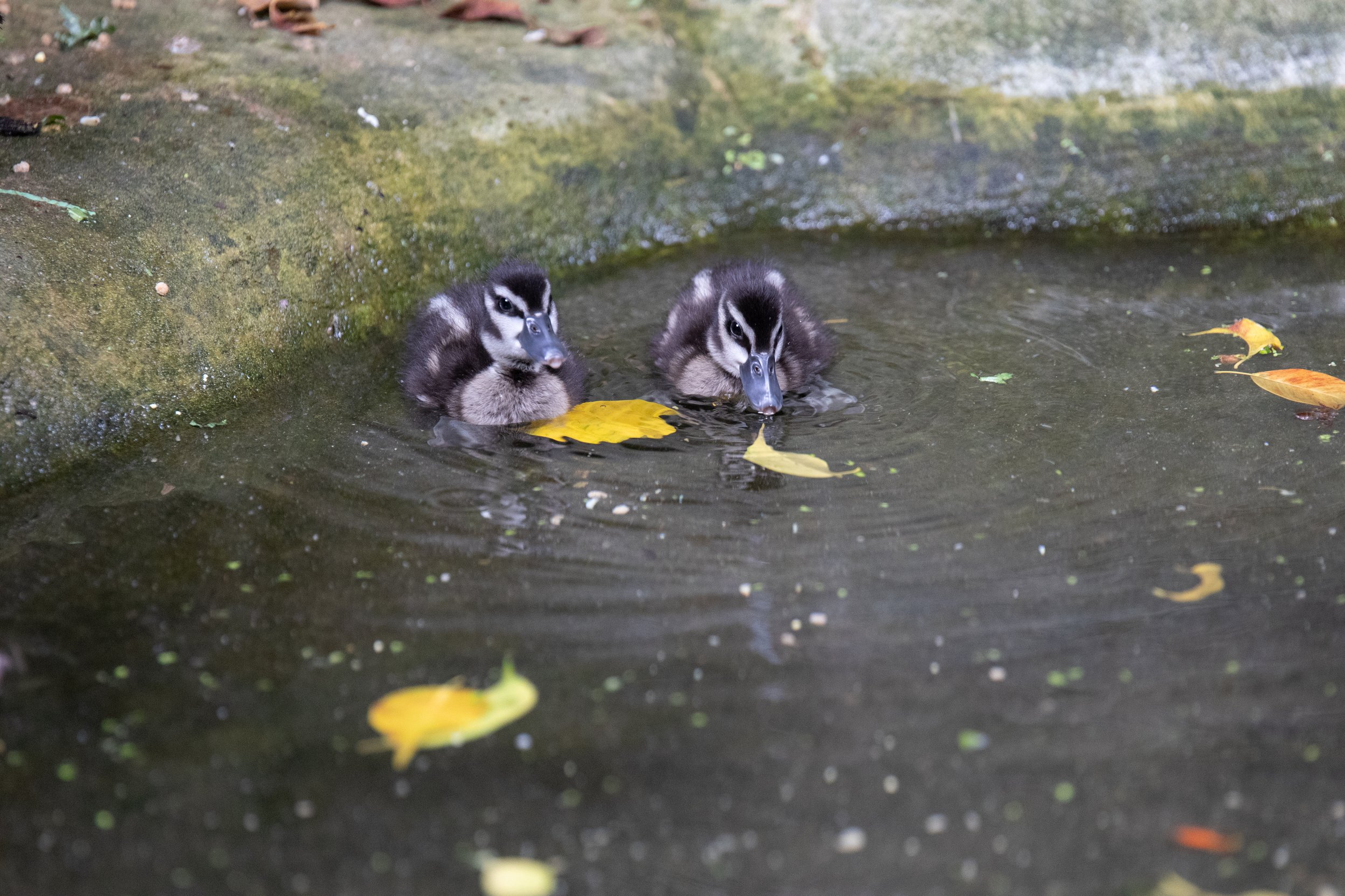 Spotted Whistling Ducklings at the National Aviary
