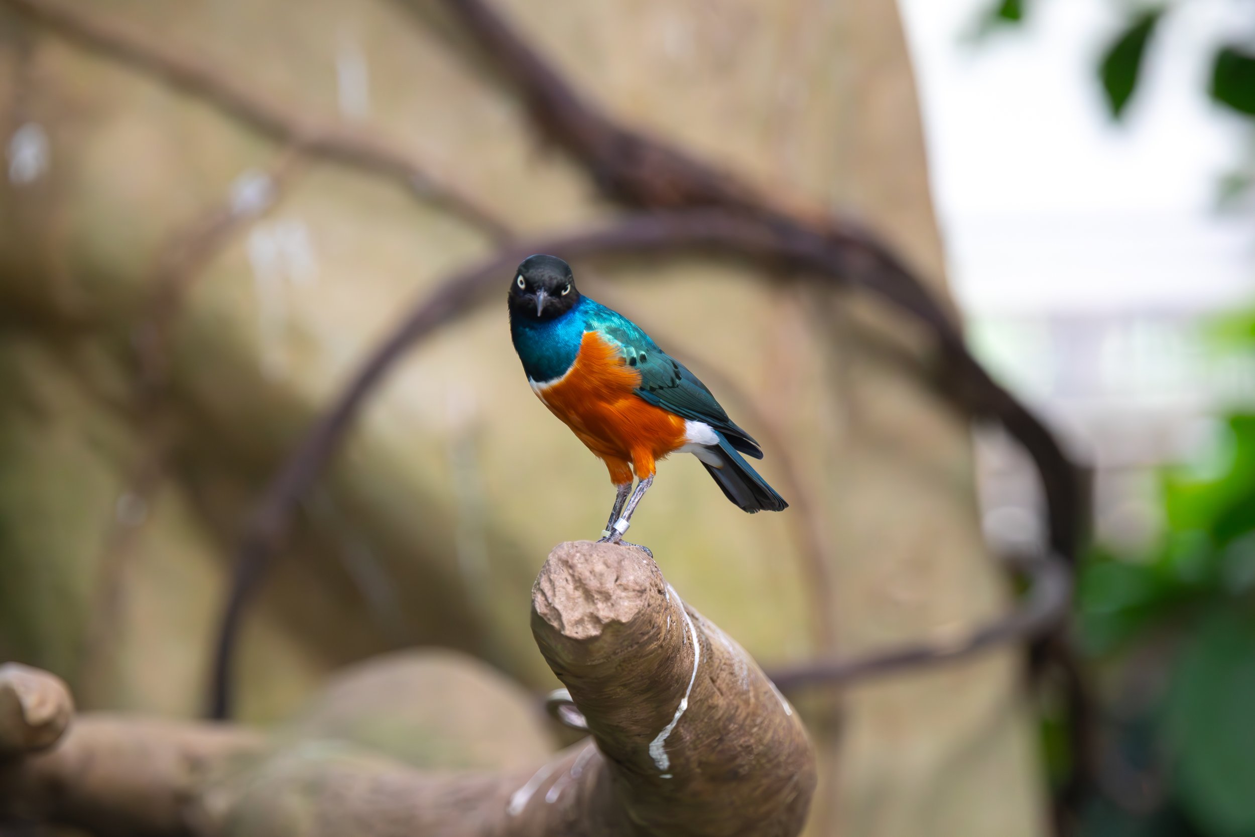Superb Starling at the National Aviary