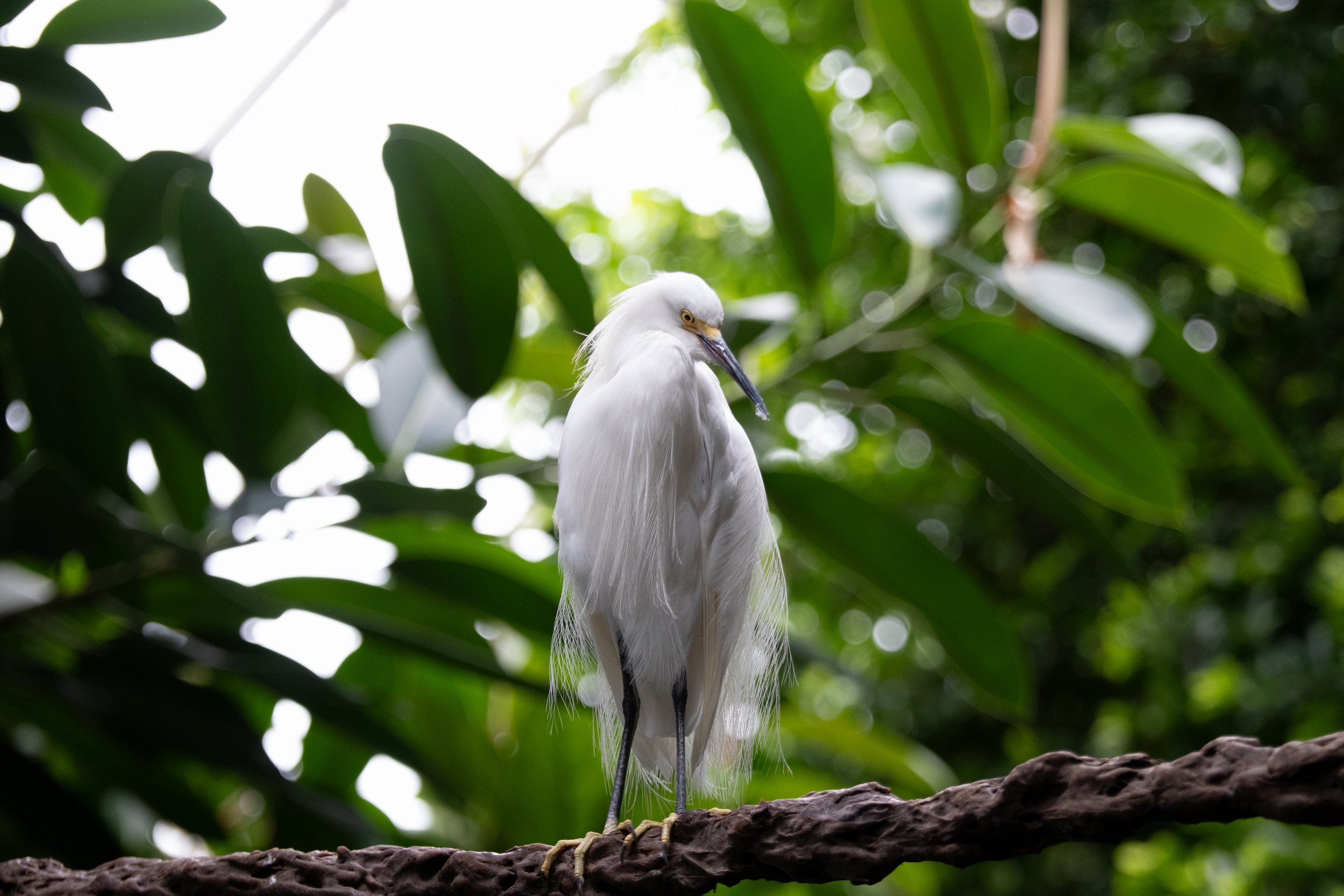 Snowy Egret at the National Aviary