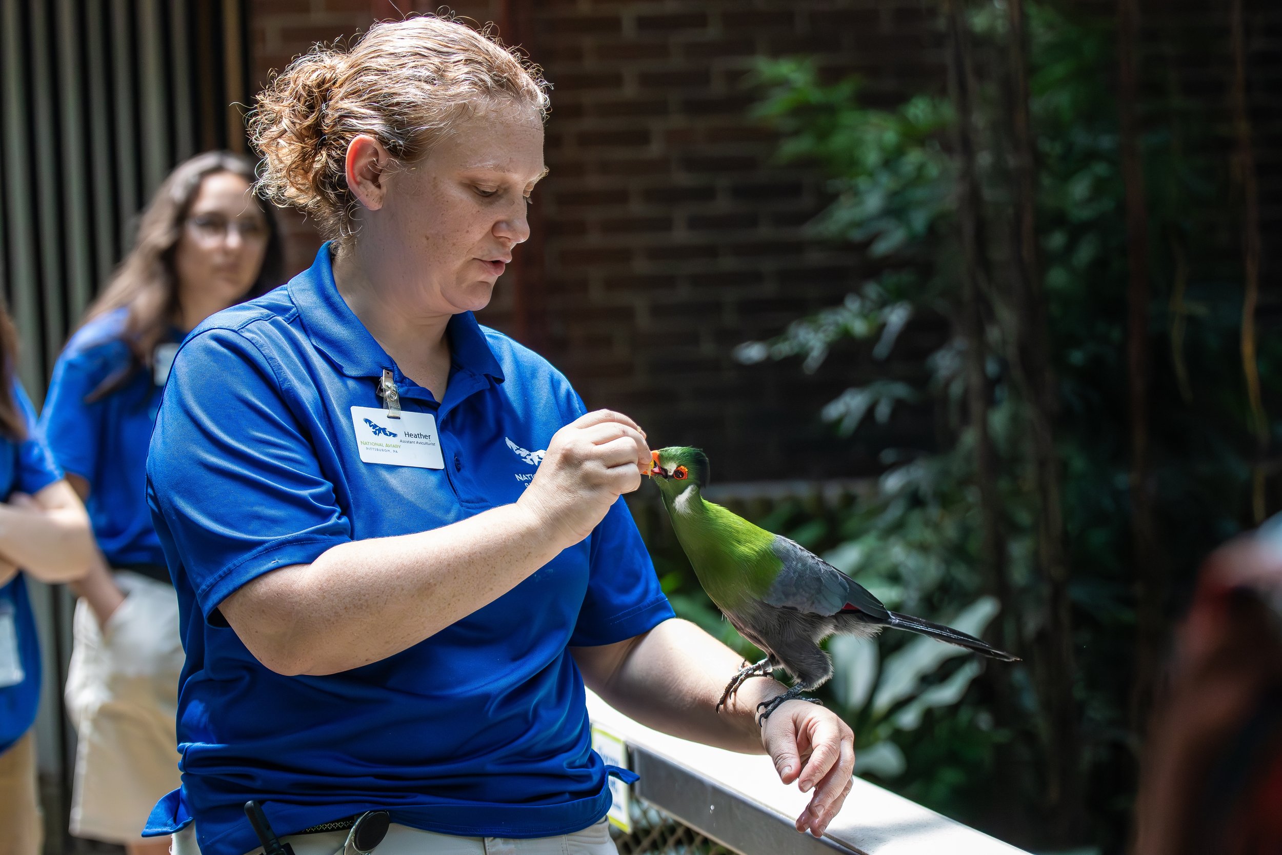 Aviculturalist feeding a White-Cheeked Turaco at the National Aviary