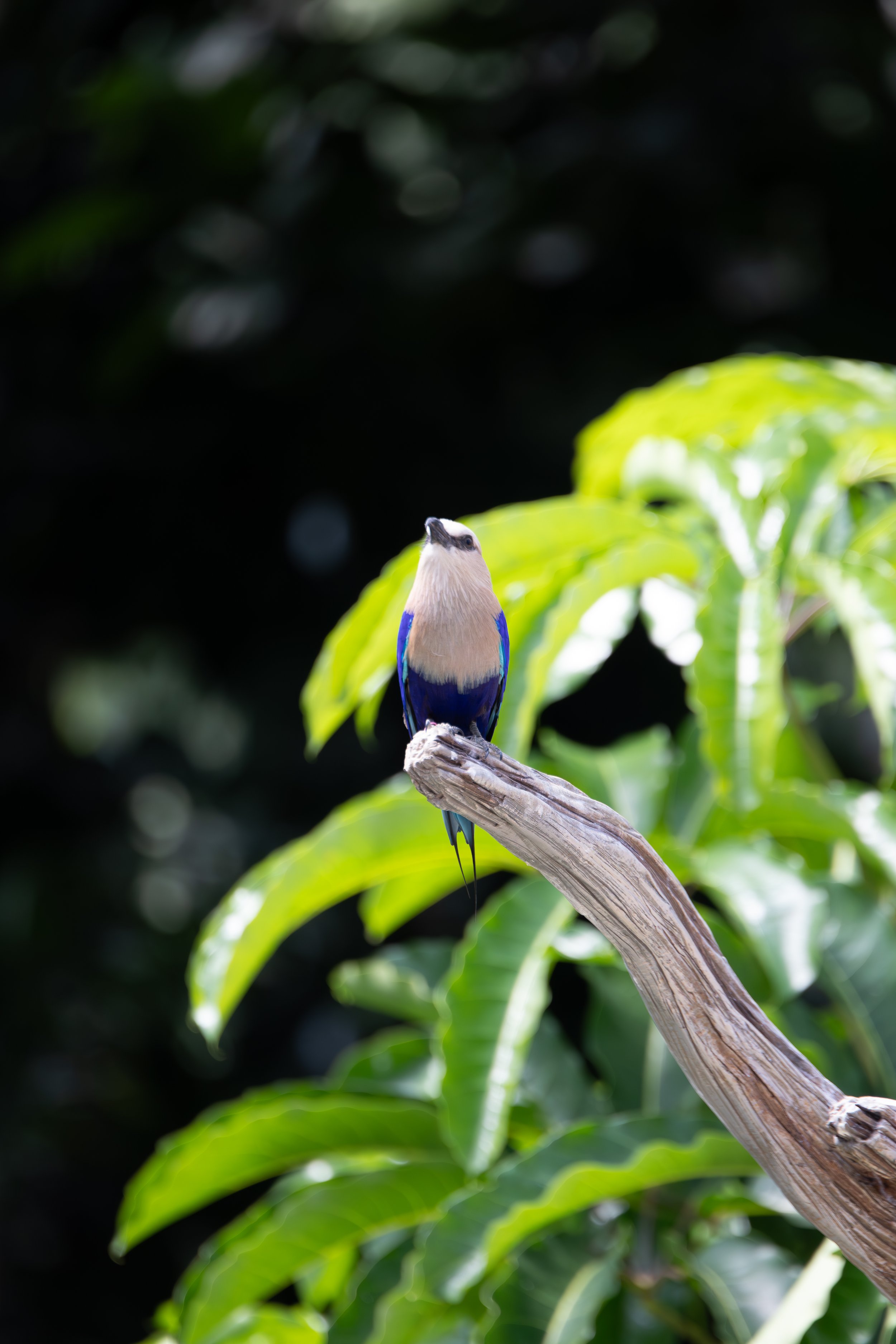 Blue-Bellied Roller at the National Aviary