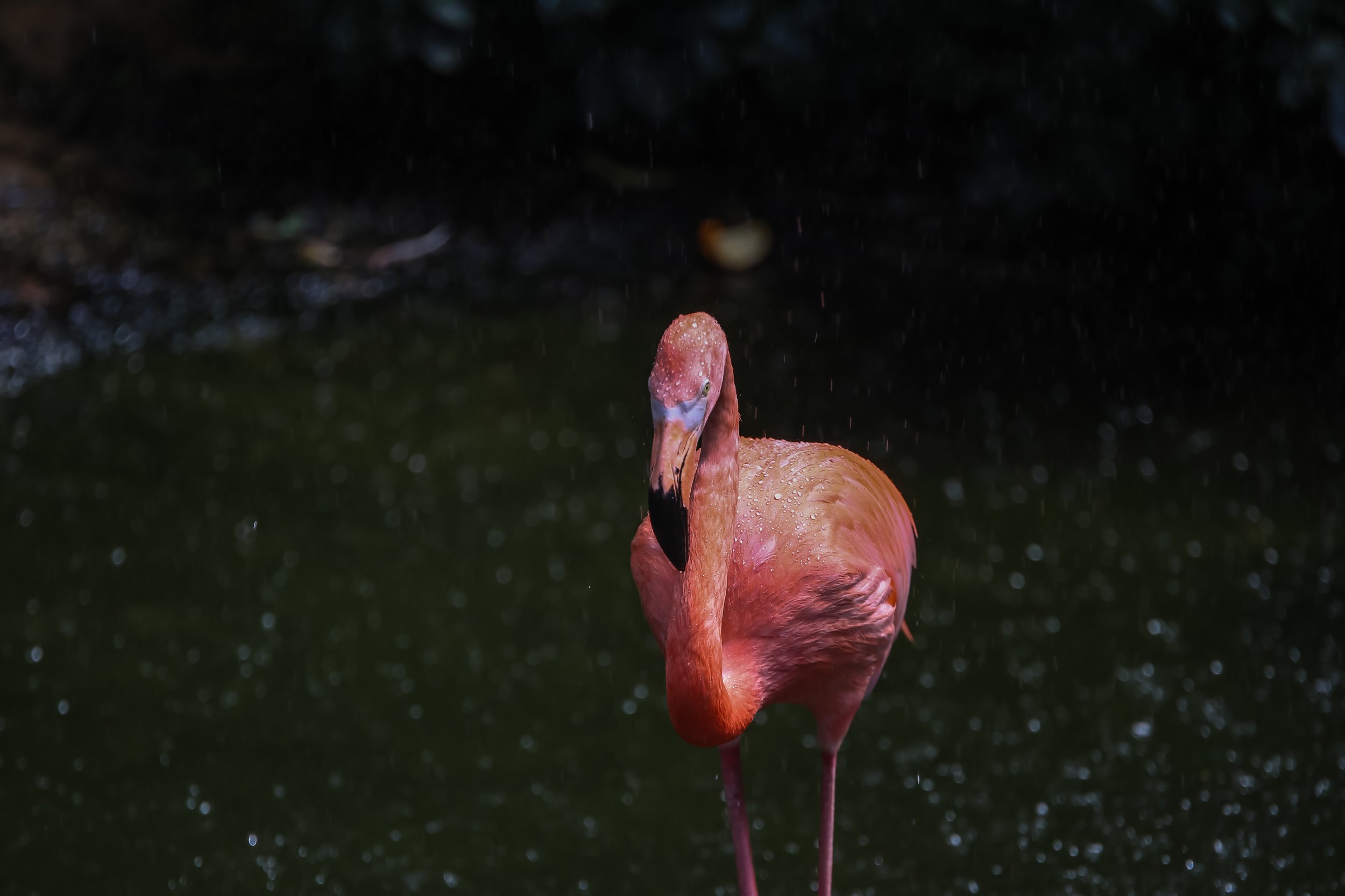 American Flamingo at the National Aviary