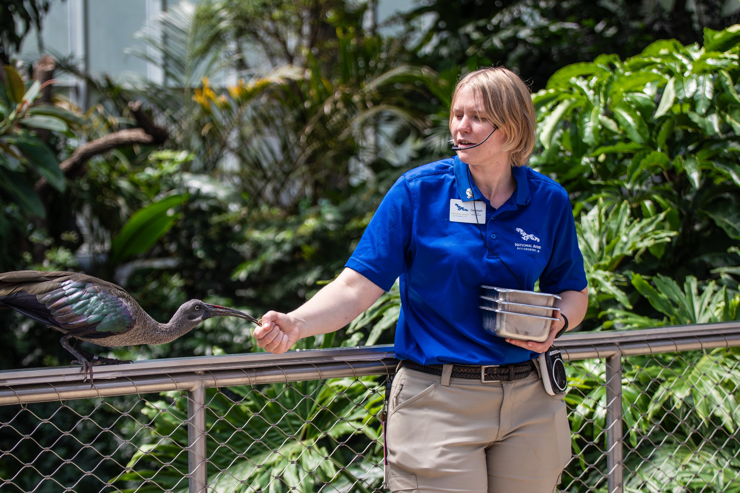 Aviculturalist with Hadada Ibis at the National Aviary