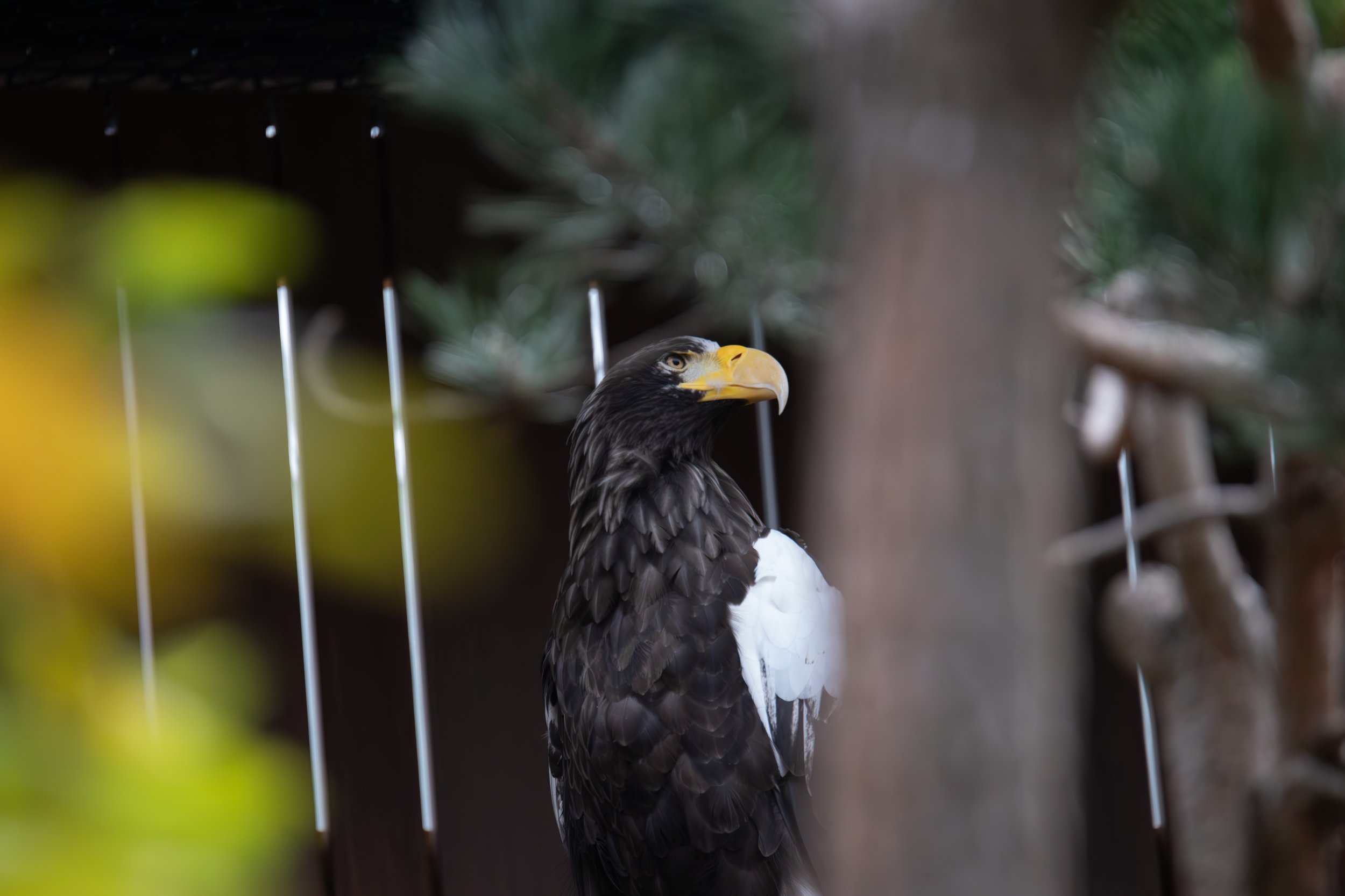 Steller's Sea Eagle at the National Aviary