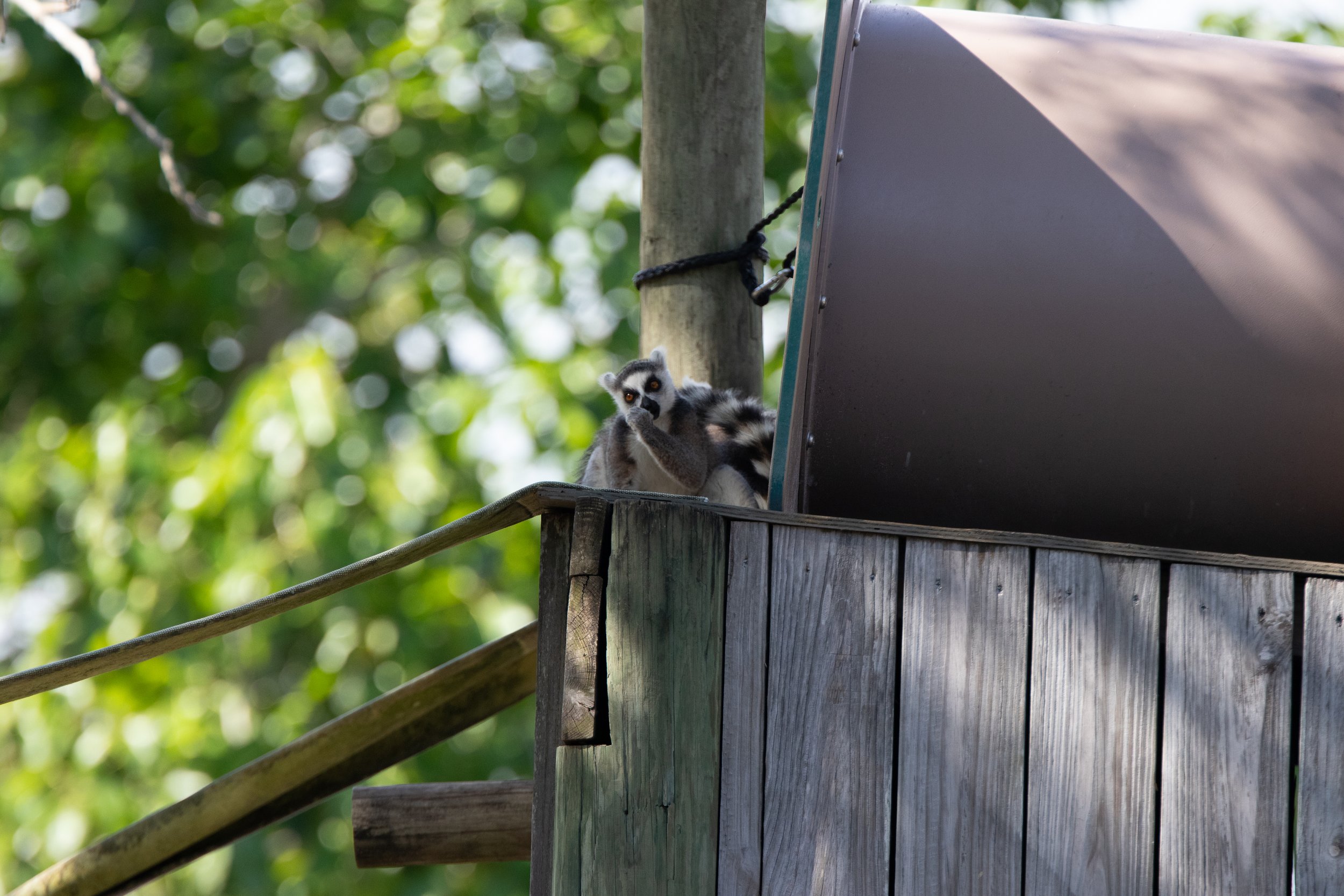 Ring-Tailed Lemur at the Naples Zoo