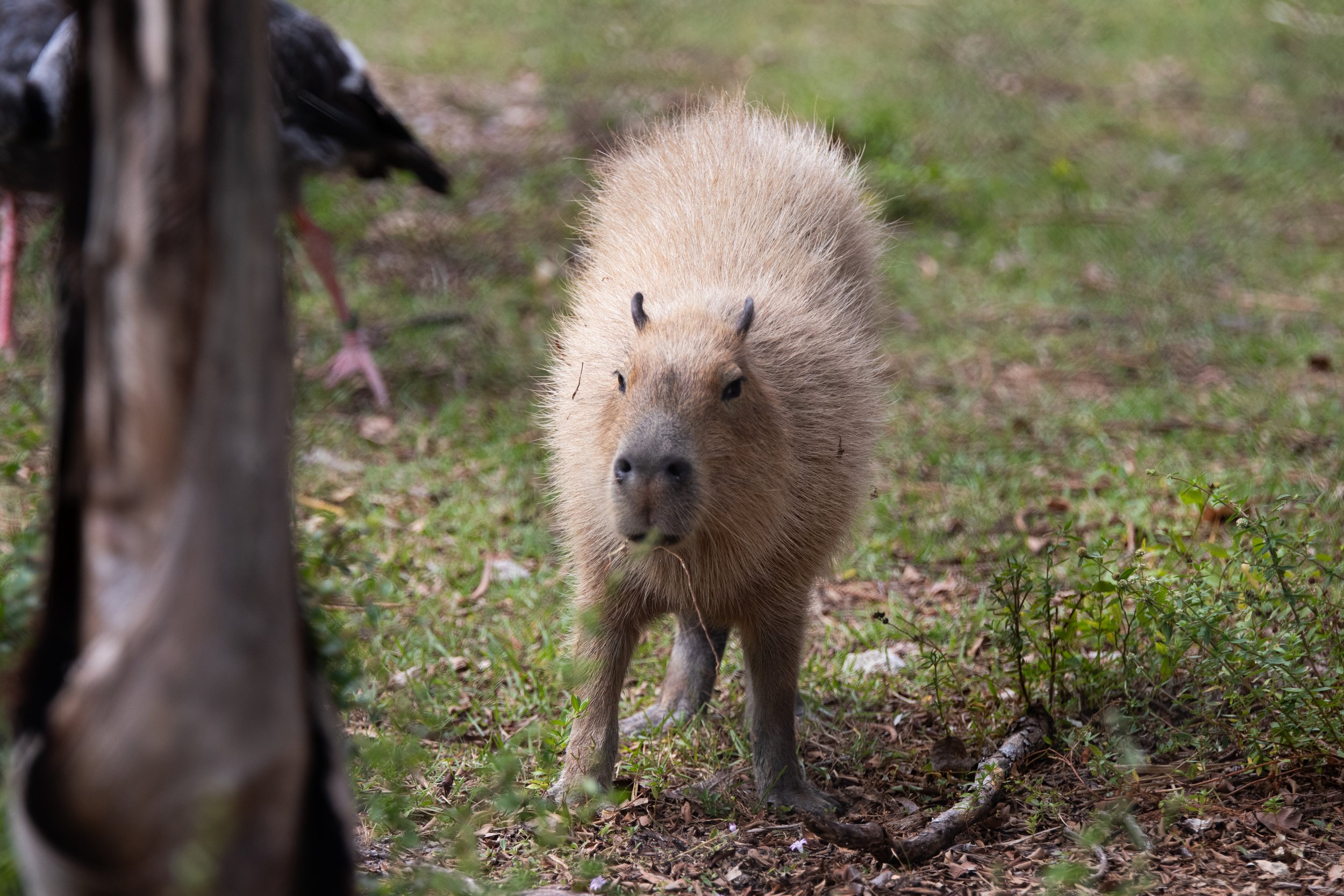 Capybara at the Naples Zoo