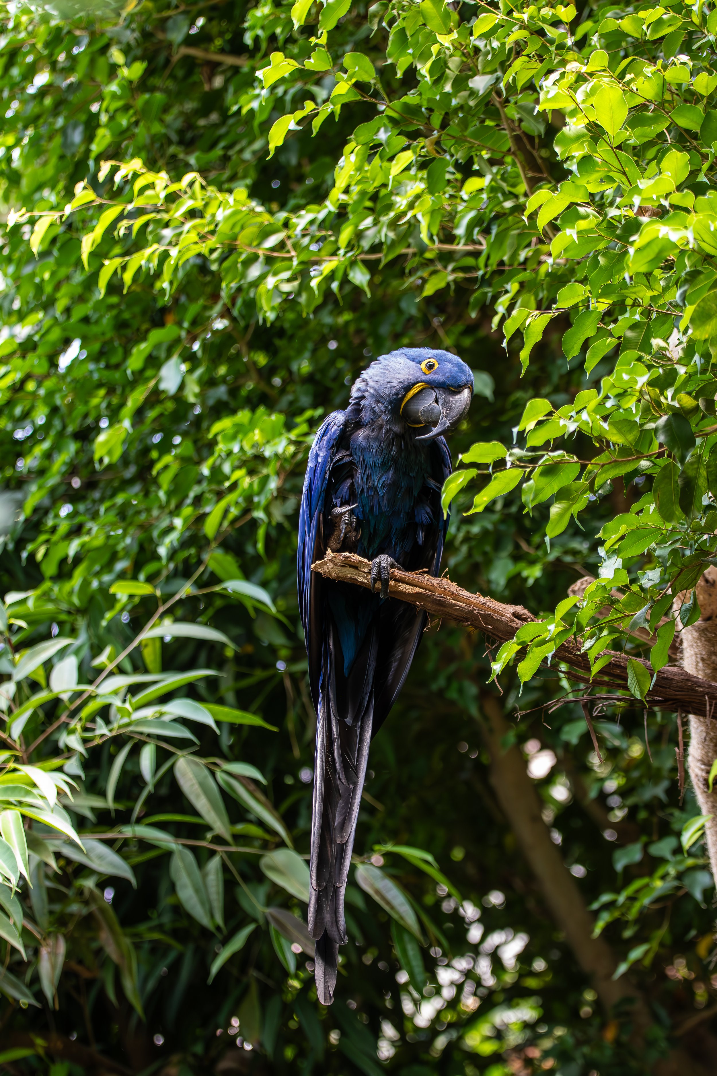 Hyacinth Macaw at the National Aviary