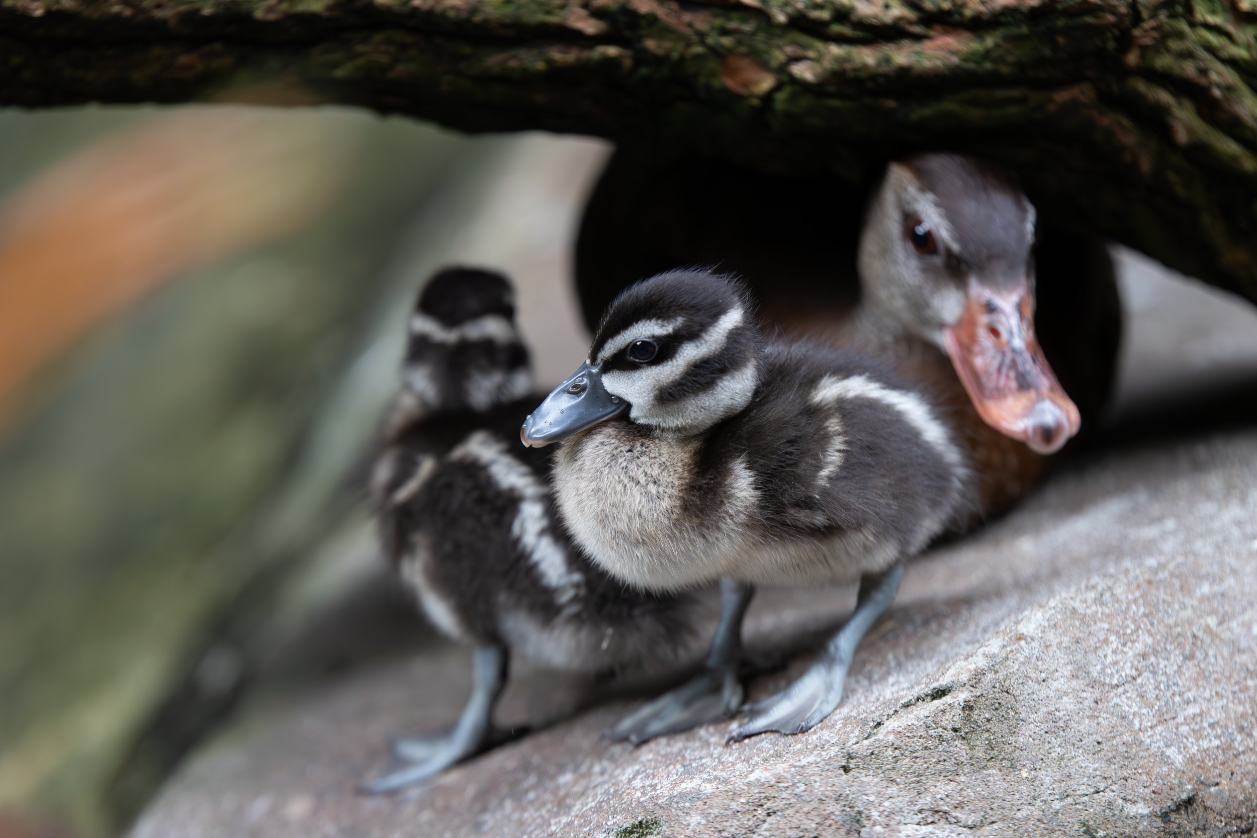 Spotted Whistling Ducklings & Mother at the National Aviary