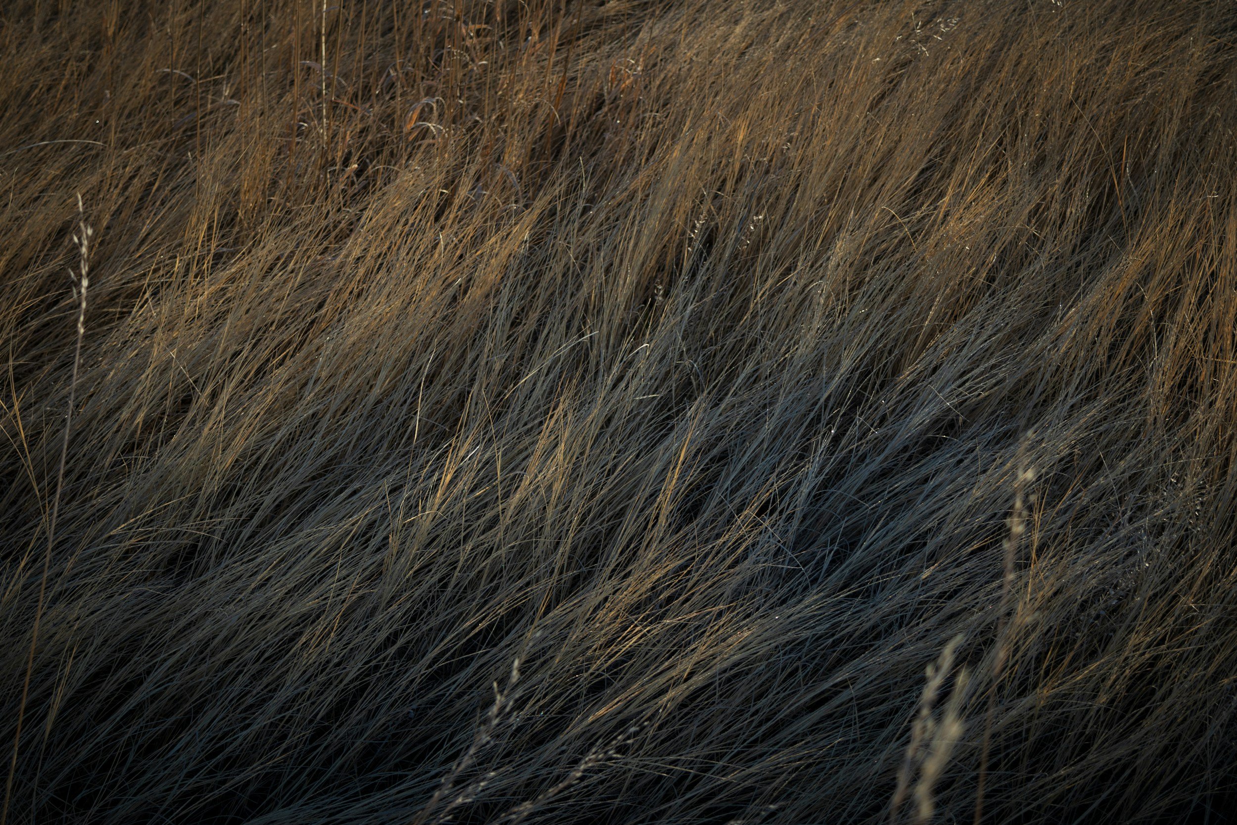 Love Letters to the Land - Weekly Meditations + Writing 