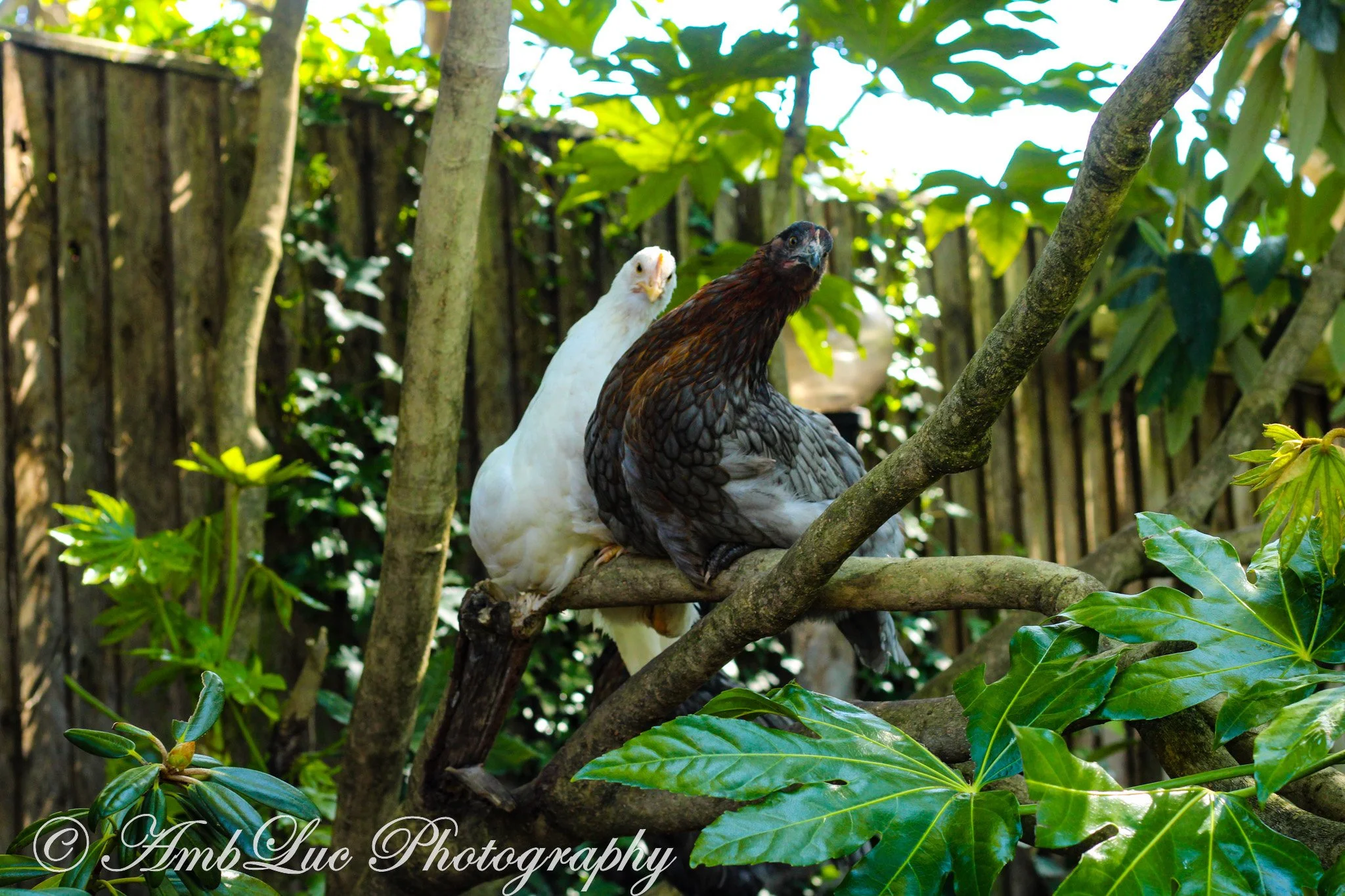 Furry Friends — AmbLuc Photography