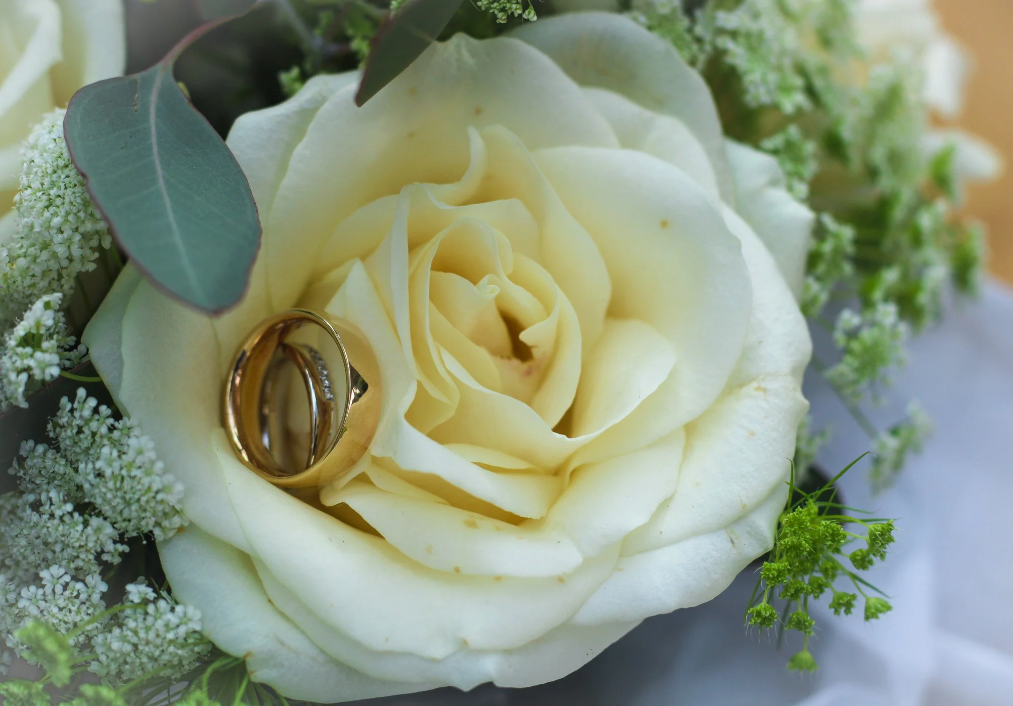 A close-up of a white rose with wedding rings resting inside it, surrounded by green leaves and small white flowers.