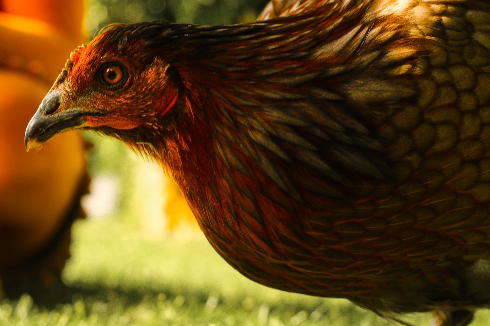 IMG_0526.jpg