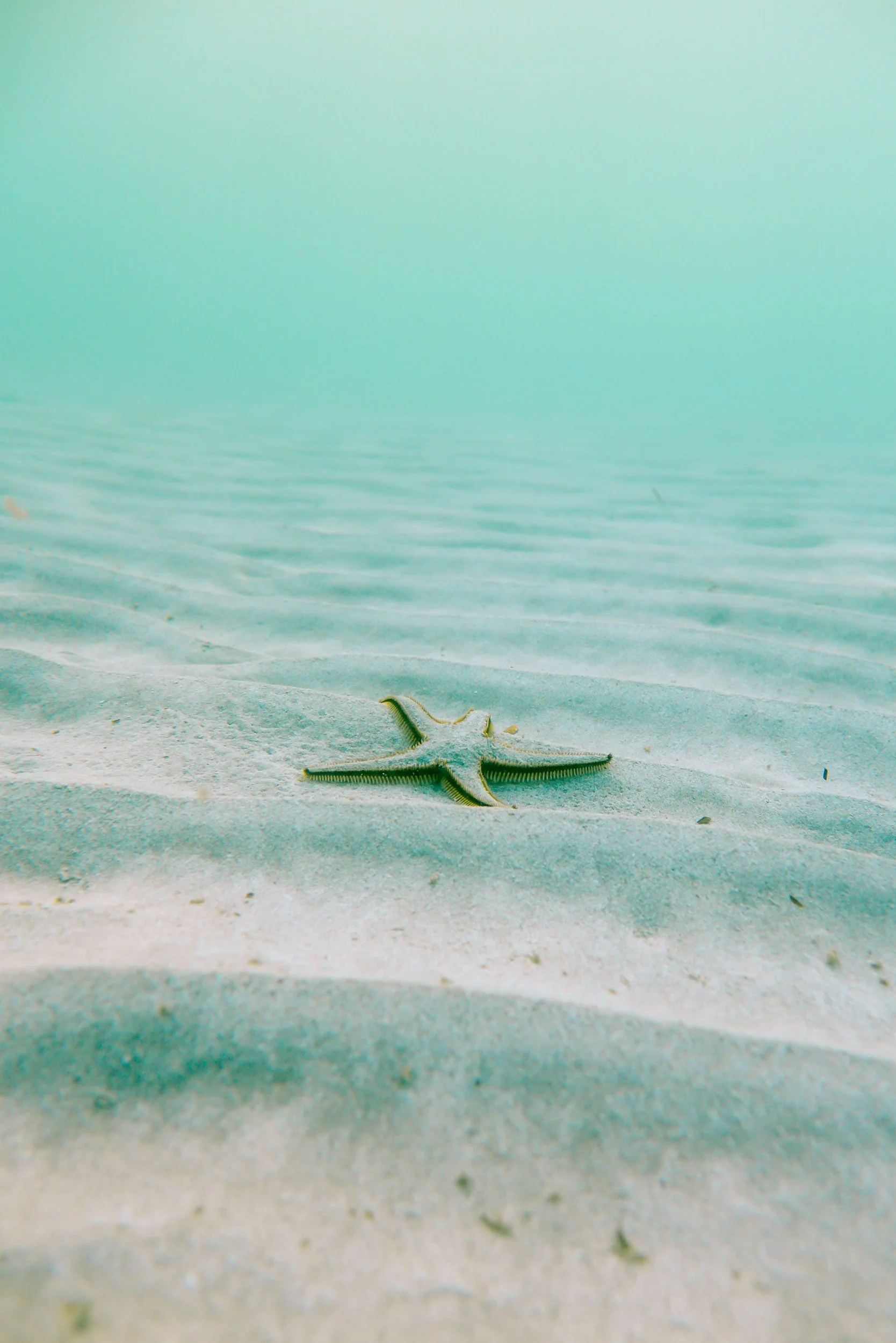 Starfish on sandy ocean floor with turquoise water