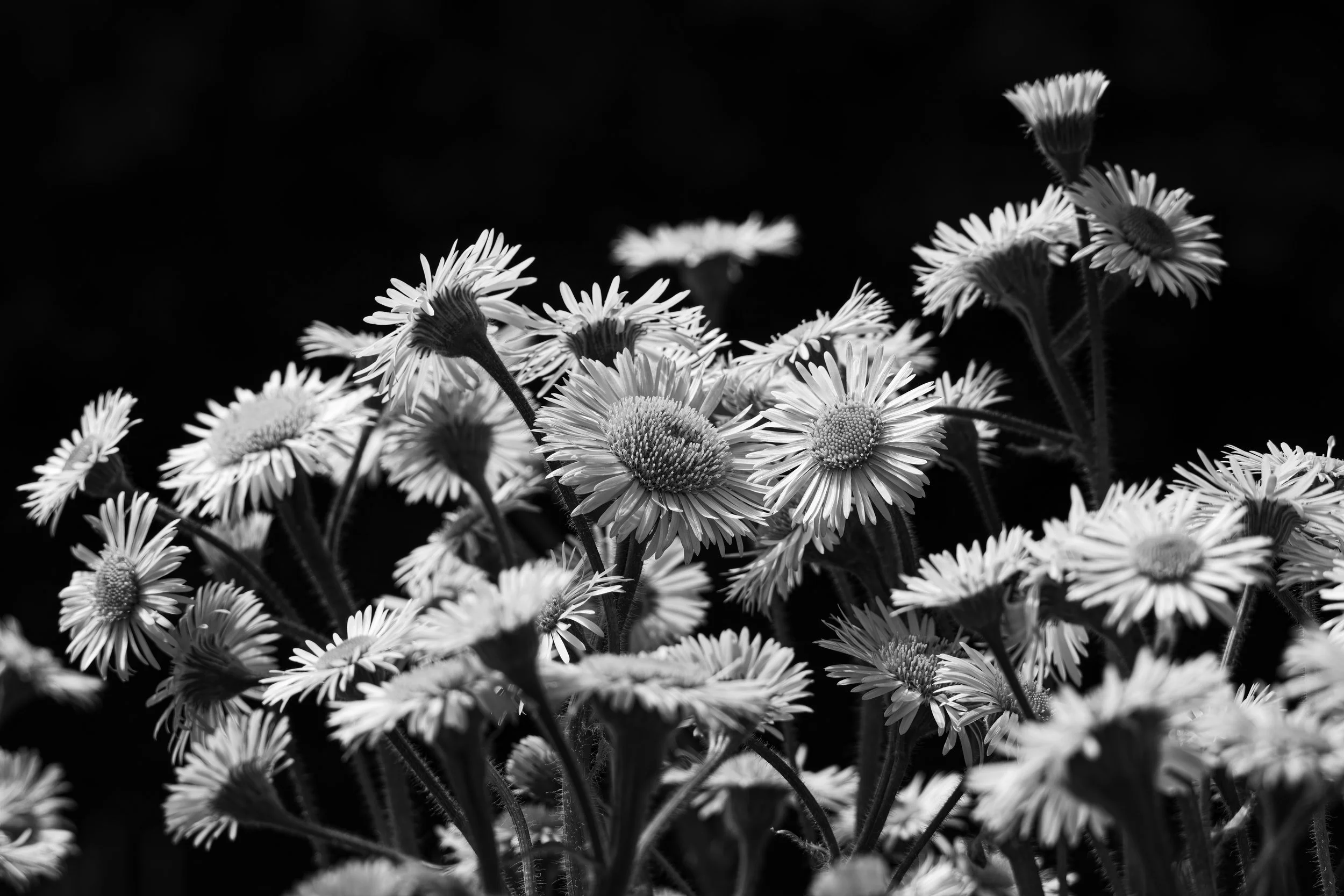 IMG_6089-topaz.jpg