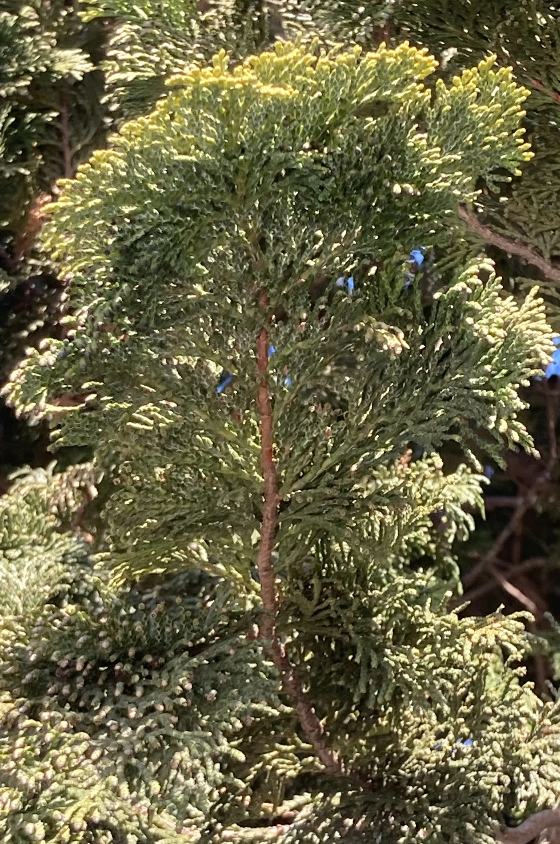 Cedar and Light: A Country Christmas Tree Memory 