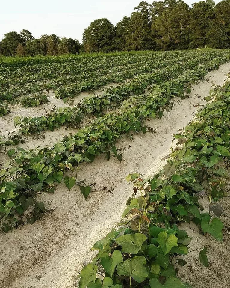 Where Has All the Farmland Gone?