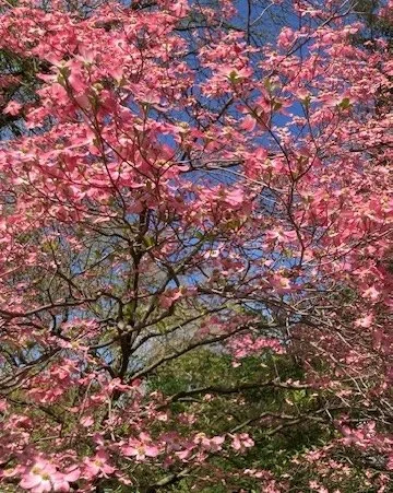 &nbsp;Earth Day With Thoreau: Celebrating Nature! 