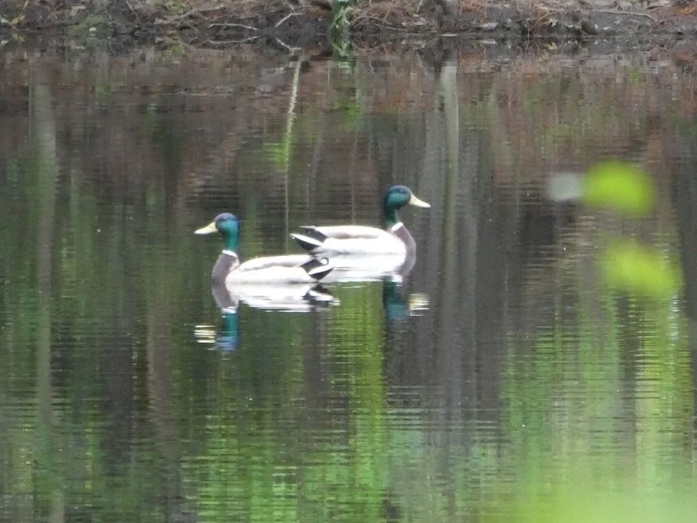 The Pond: Minnows, Memories, and Microcosm
