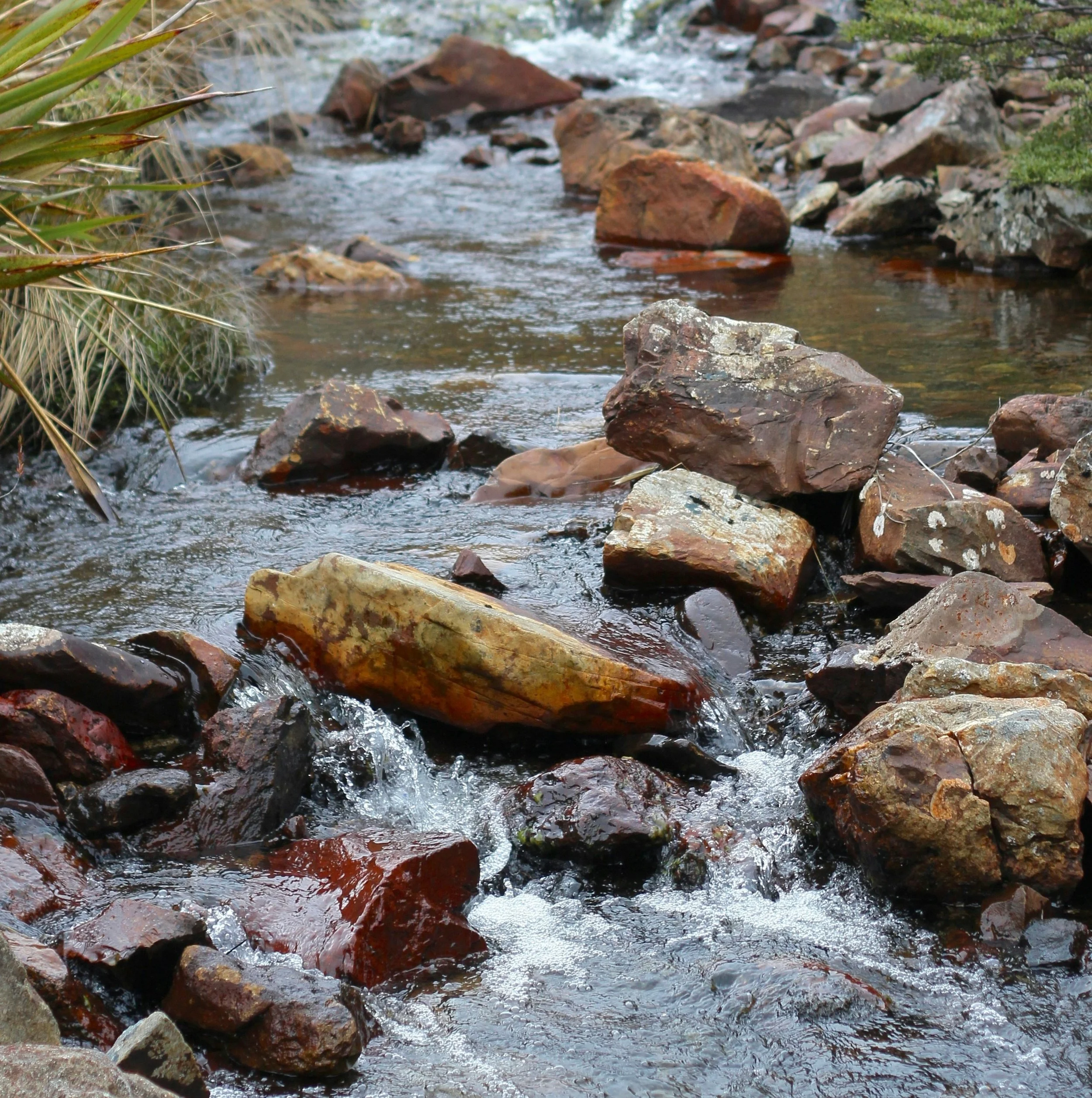 Writing Deliberately About Nature