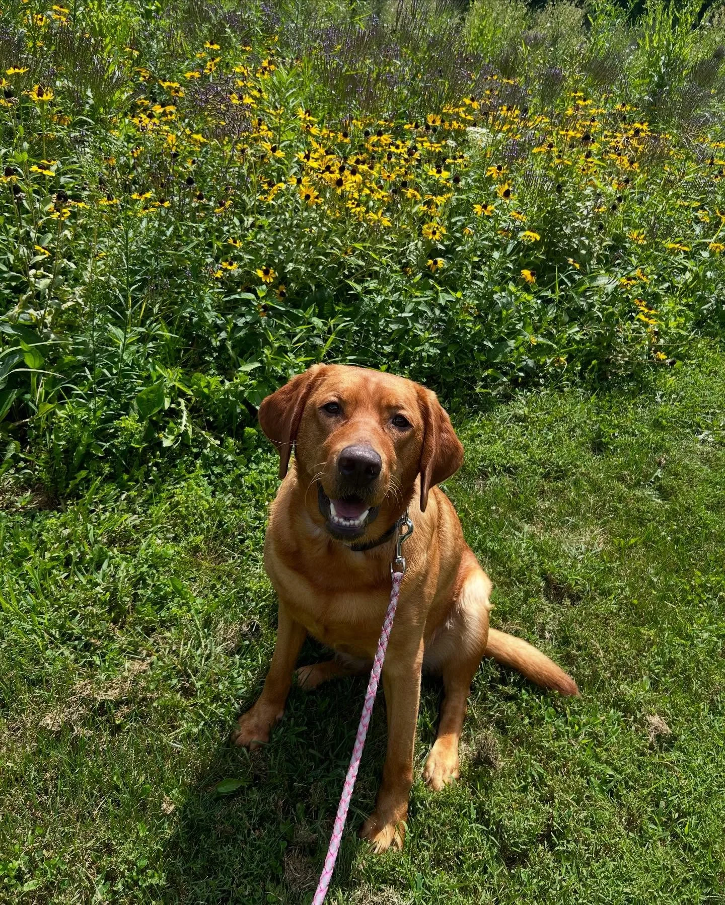 Meet Millie, a 2 year old lab!! Her mom got her a little over 6 months ago and has been noticing that Millie is sometimes reactive towards other dogs. I recently started general obedience training with Millie in order to get her to a place where she 