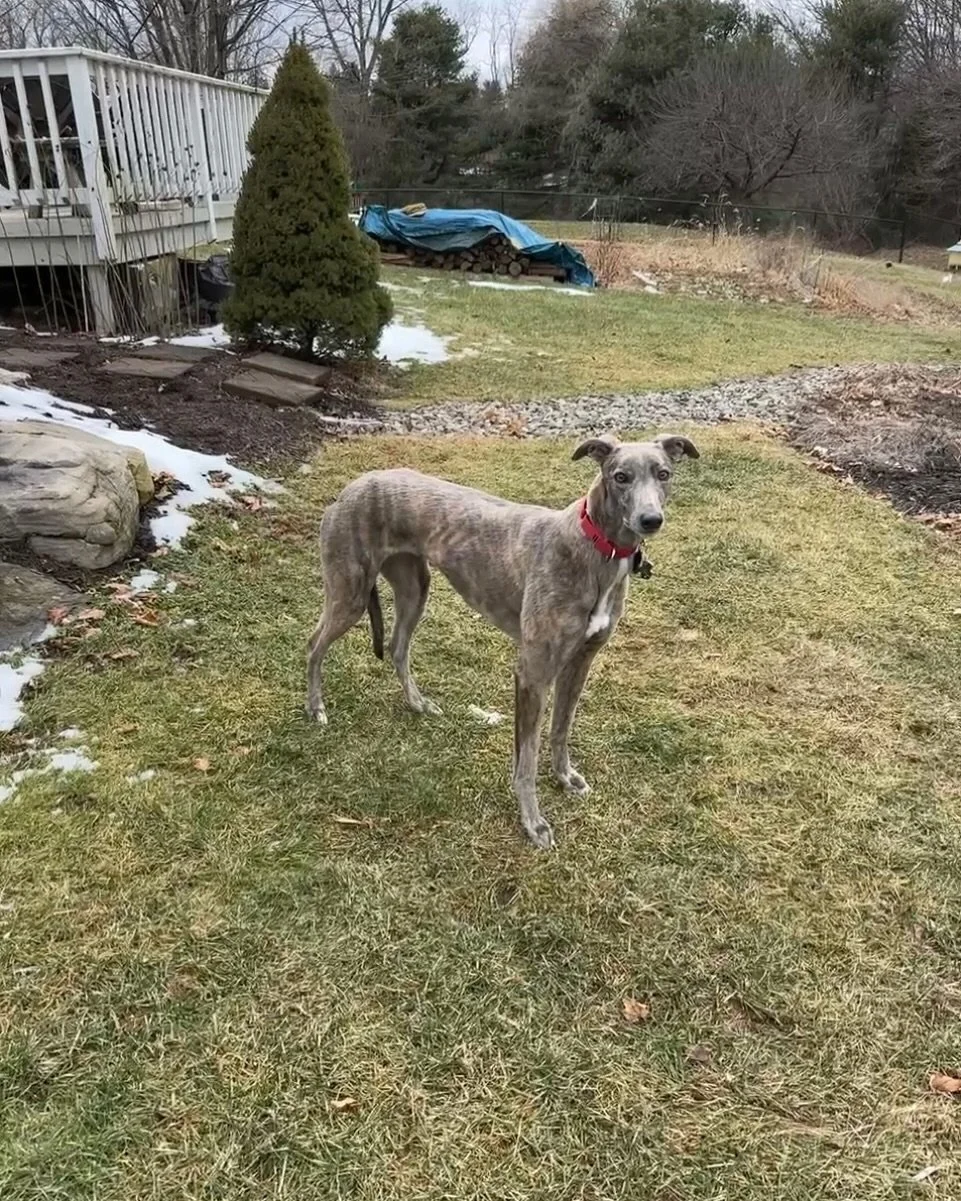 THIS TRANSFORMATION IS INSANE! Mona has been doing so great in all her training, but one thing her owners realized is that when the husband calls her to come inside, she comes right away, but when the wife calls her, she completely ignores her. Recen