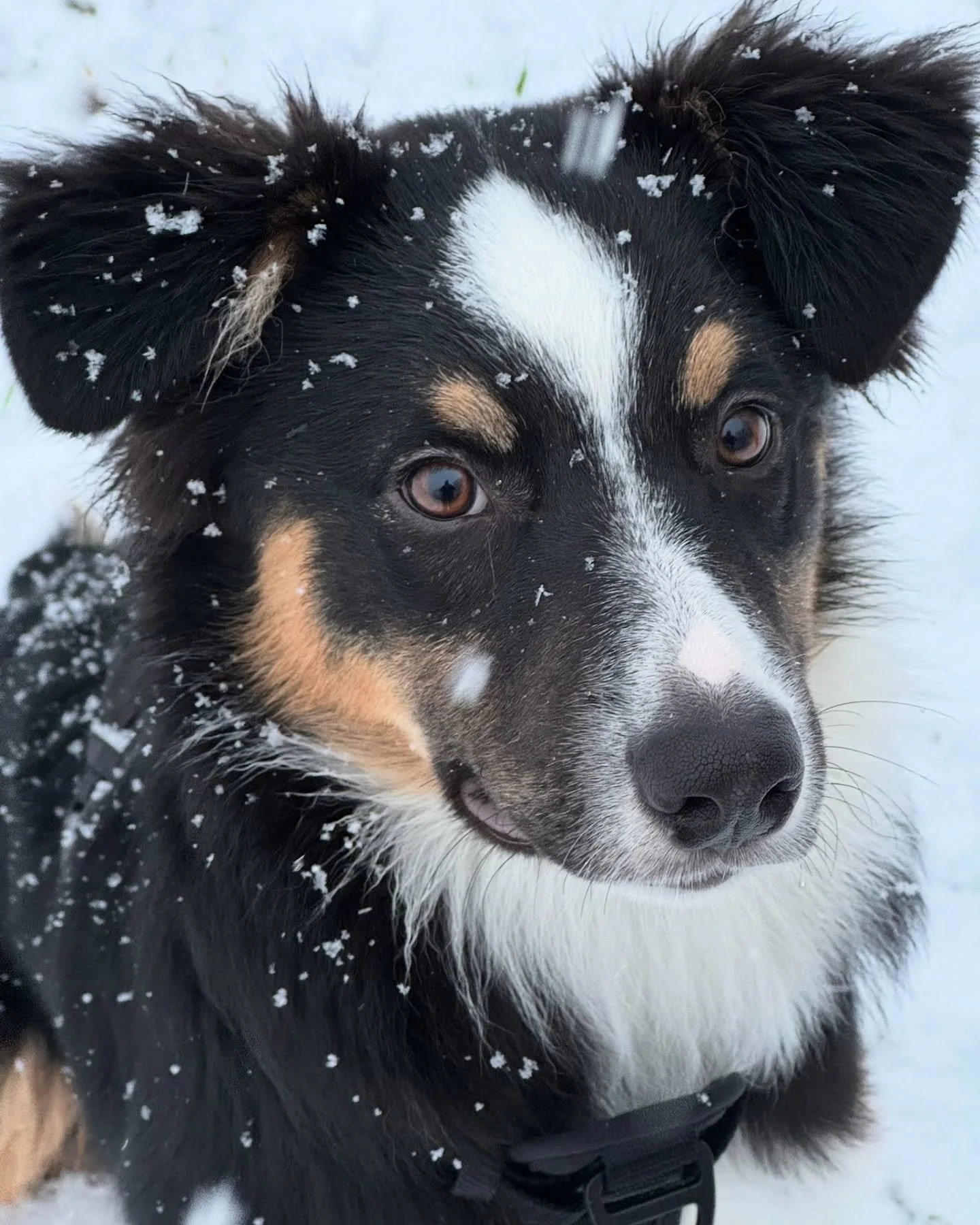 Meet Finnegan a 6 month old Australian Shepherd that I just started working with! He is super playful and super loving and has a ton of energy.  His humans are first time dog owners so they needed help figuring out dog training to help with some of t