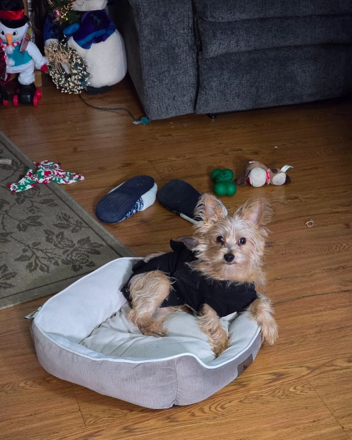 Meet Candy! Candy is a 7 month old yorkie! When she was rescued by her owners she was very nervous and skittish. Last week I met with her for puppy training to start some basic obedience training and boost her confidence! We started with &ldquo;leave