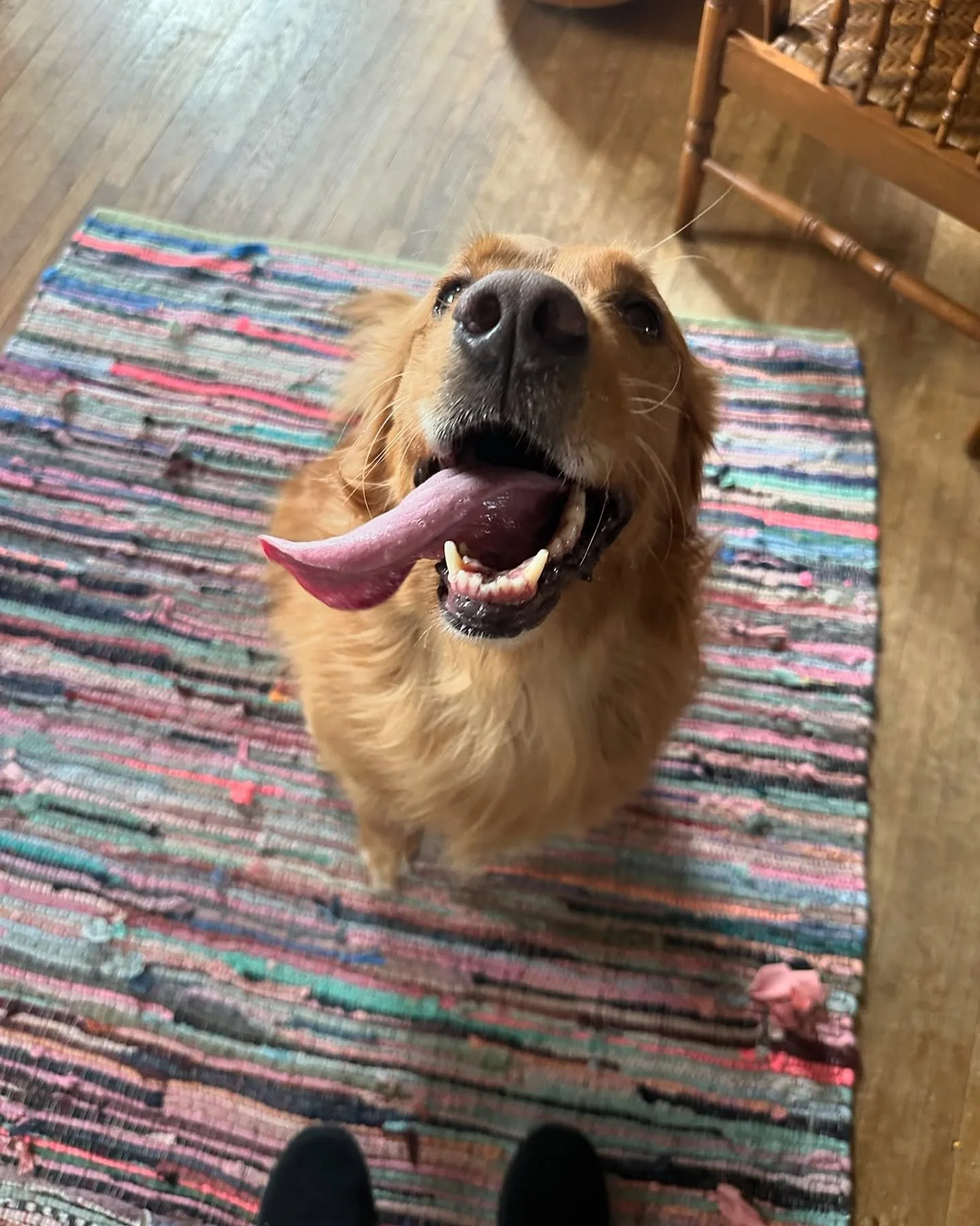 Meet Ginger!! Ginger is a 7 year old Golden Retriever with a ton of energy. She&rsquo;s very smart and she LOVES people. Ginger&rsquo;s owner reached out to me because when Ginger is on walks, she gets so excited to see people that she pulls her owne