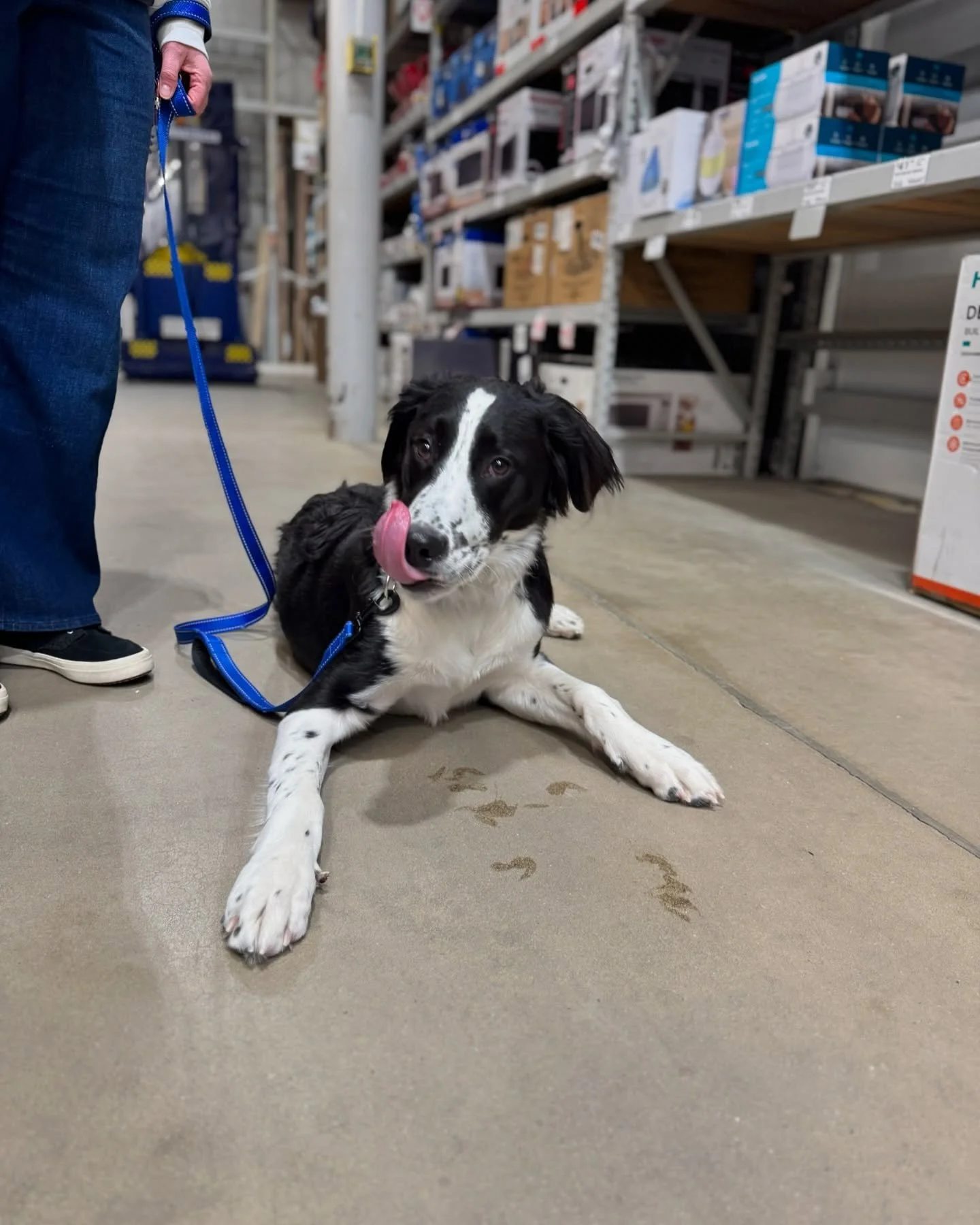 Otis has been doing his last few sessions in public as a way to help him work on his reactivity. Something shifted in this last session. He was so much more calm and way more responsive to commands. You can really tell that @rebeccayellets has been p