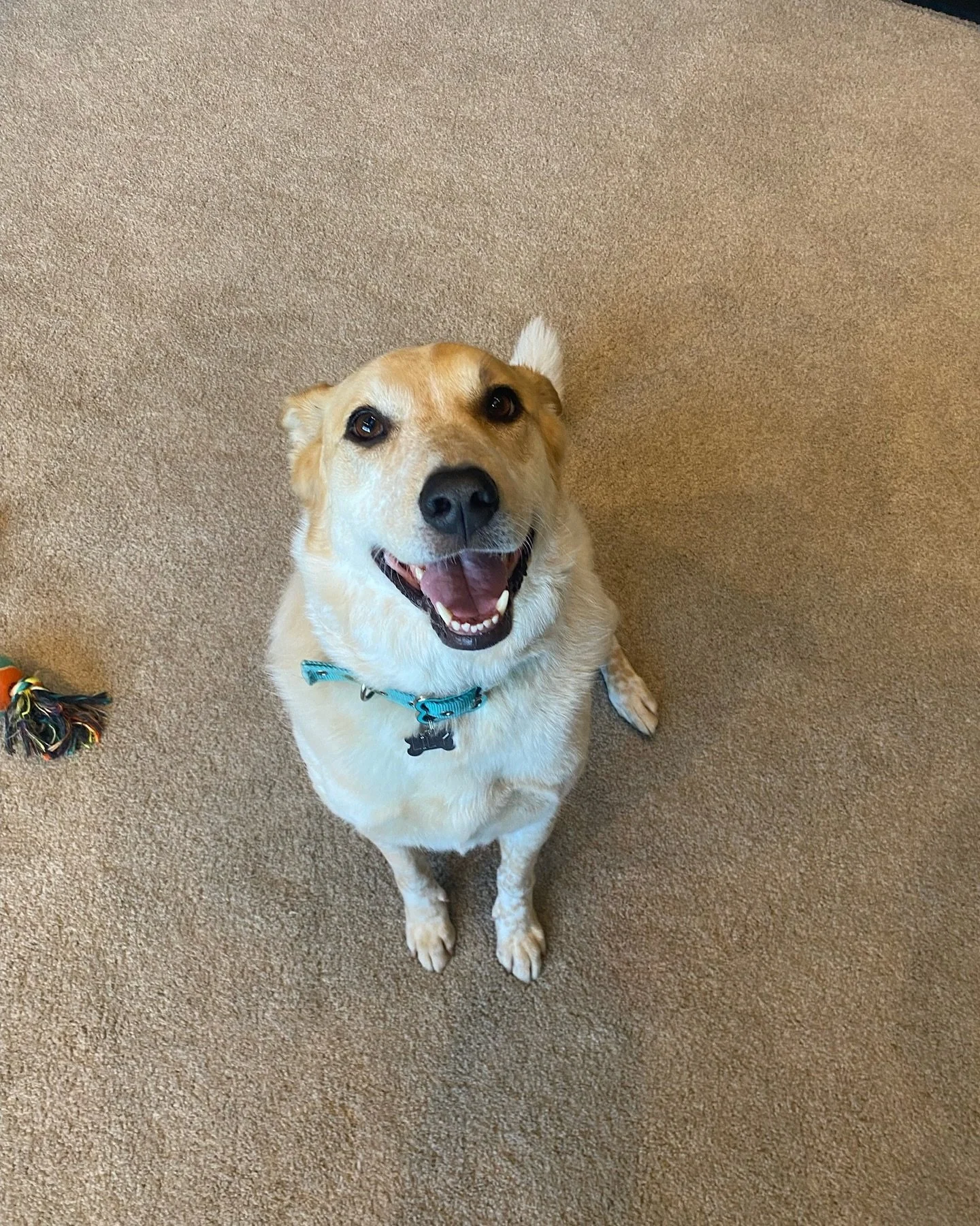 Meet Lily! 🐕 She is 7 year old Australian Cattle Dog mix who is very sweet and absolutely loves to play frisbee. I started working with Lily because she has some reactivity when she&rsquo;s on the leash with other dogs and other people. She also get