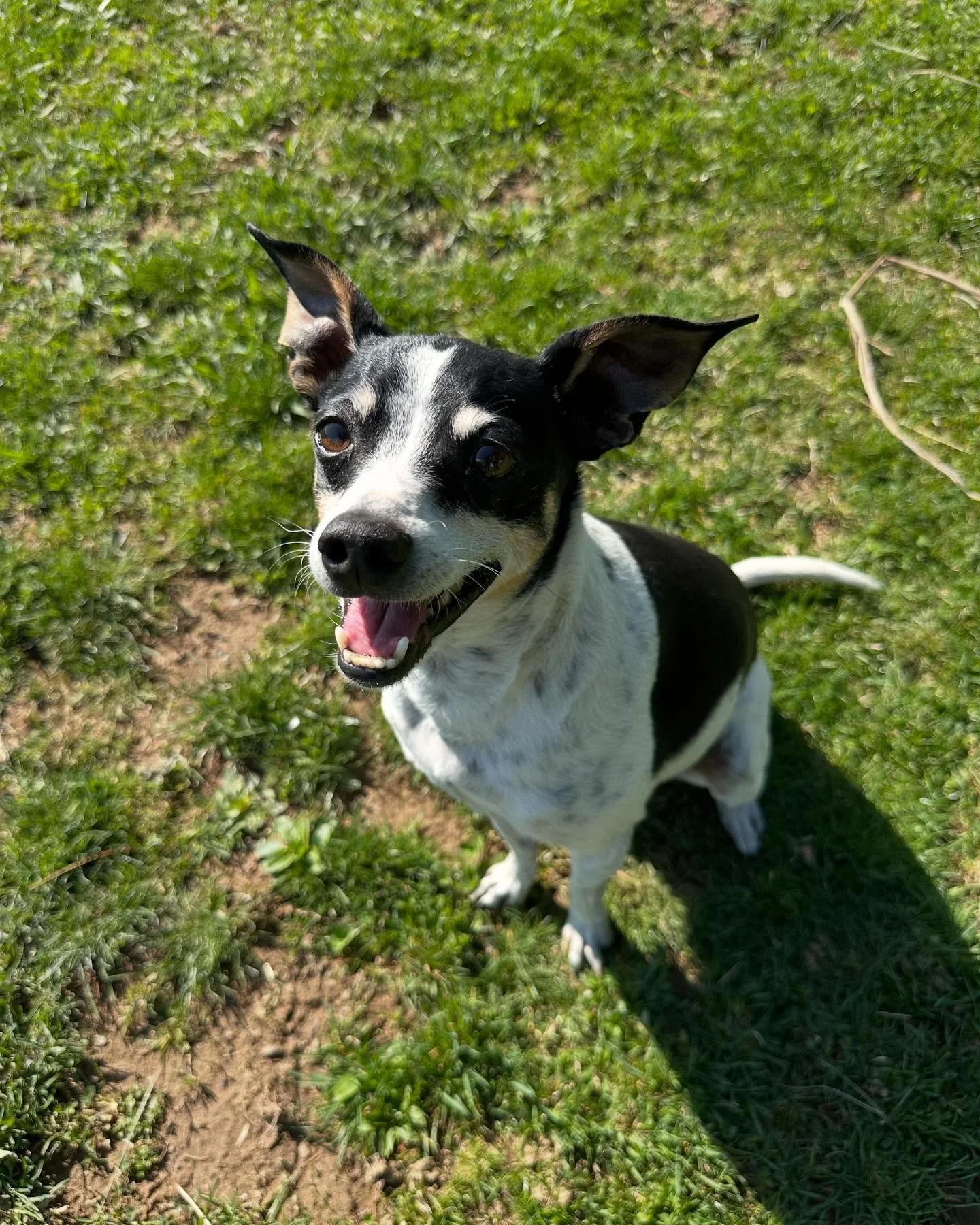 Meet Everett !

He is a 8 year old rat terrier. Everett lives the barn 🐴 dog life and gets to go with his mom pretty much everywhere she goes! We began working to help him gain confidence around new people as well as come when he is called even in t