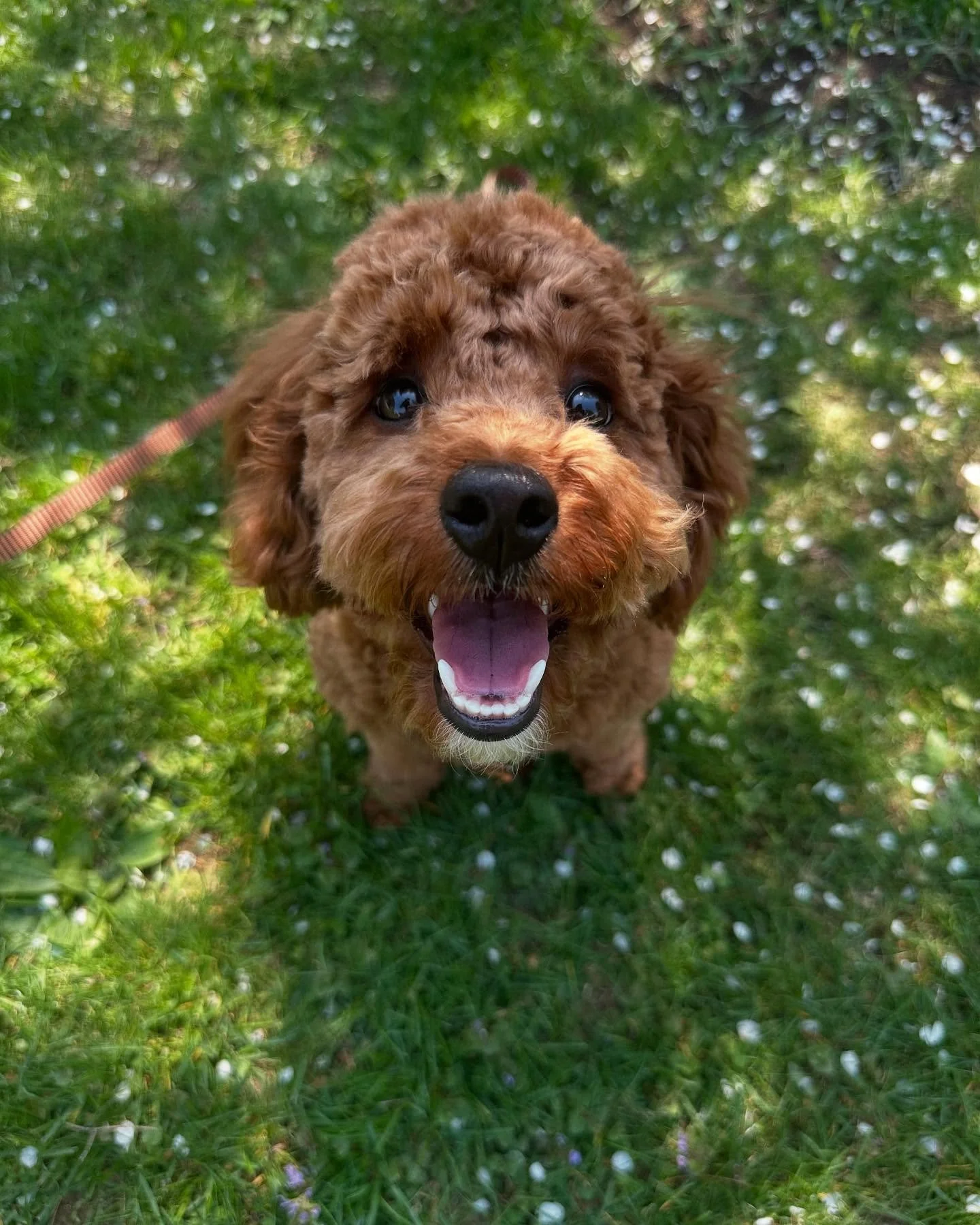 Meet Sadie! 

She is a five month old, mini golden doodle.  Sadie loves other dogs and is extremely sweet. Her owners have reached out to begin working with her because their other two dogs were not getting along with Sadie when they got her as a pup