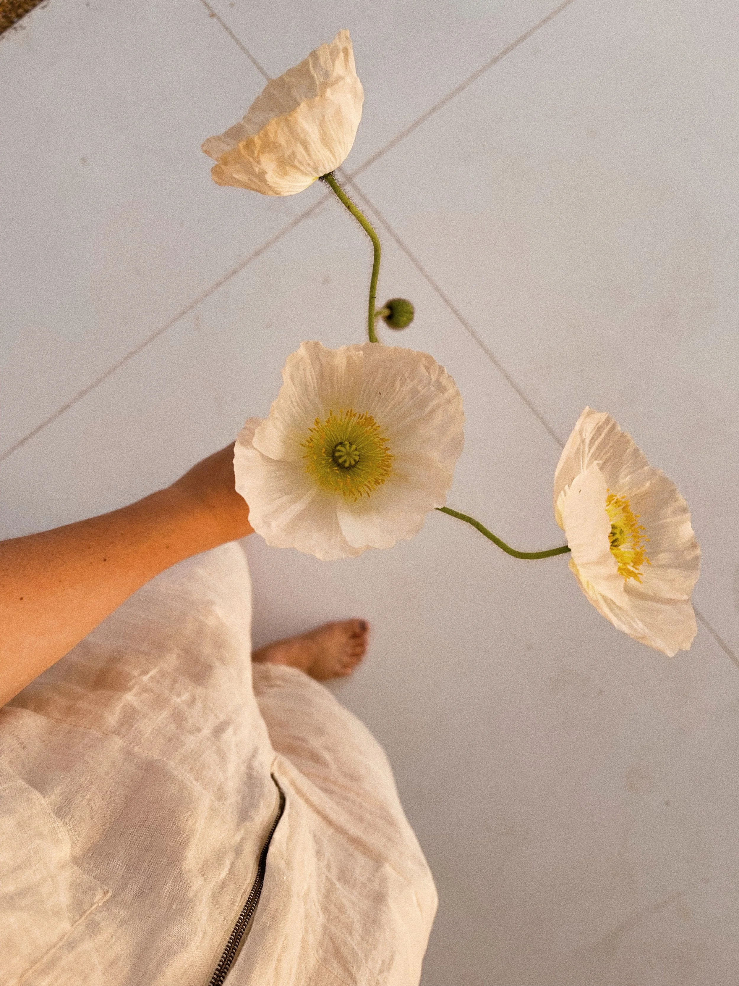 Person holding a stem of three white poppy flowers with yellow centers, viewed from above, with a tiled floor in the background.
