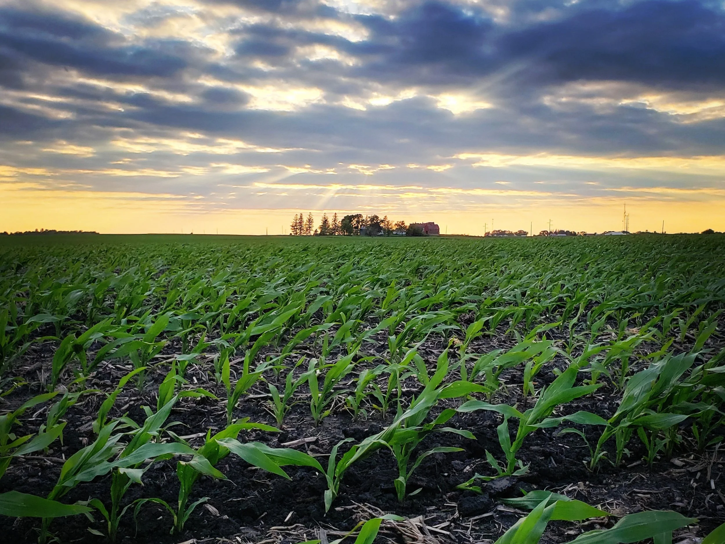 Green cornfield under a cloudy sky with a sunset in the background.