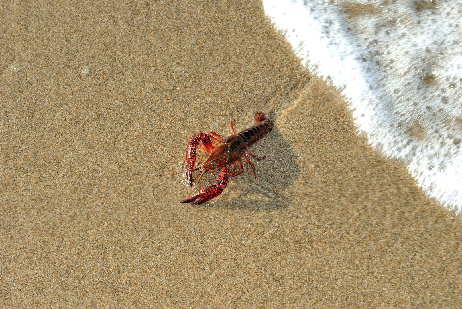 Rising Risk of Fictitious Pickups