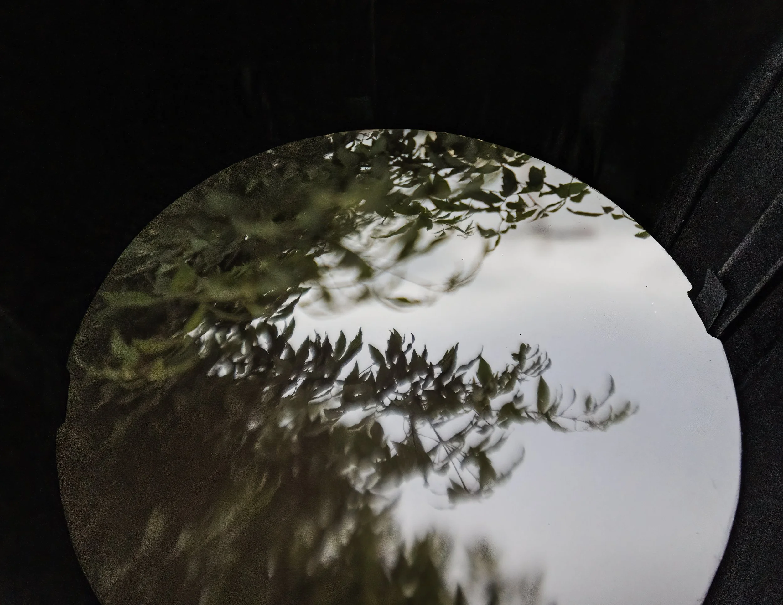 Inside Camera Illumina, showing tree branches and leaves
