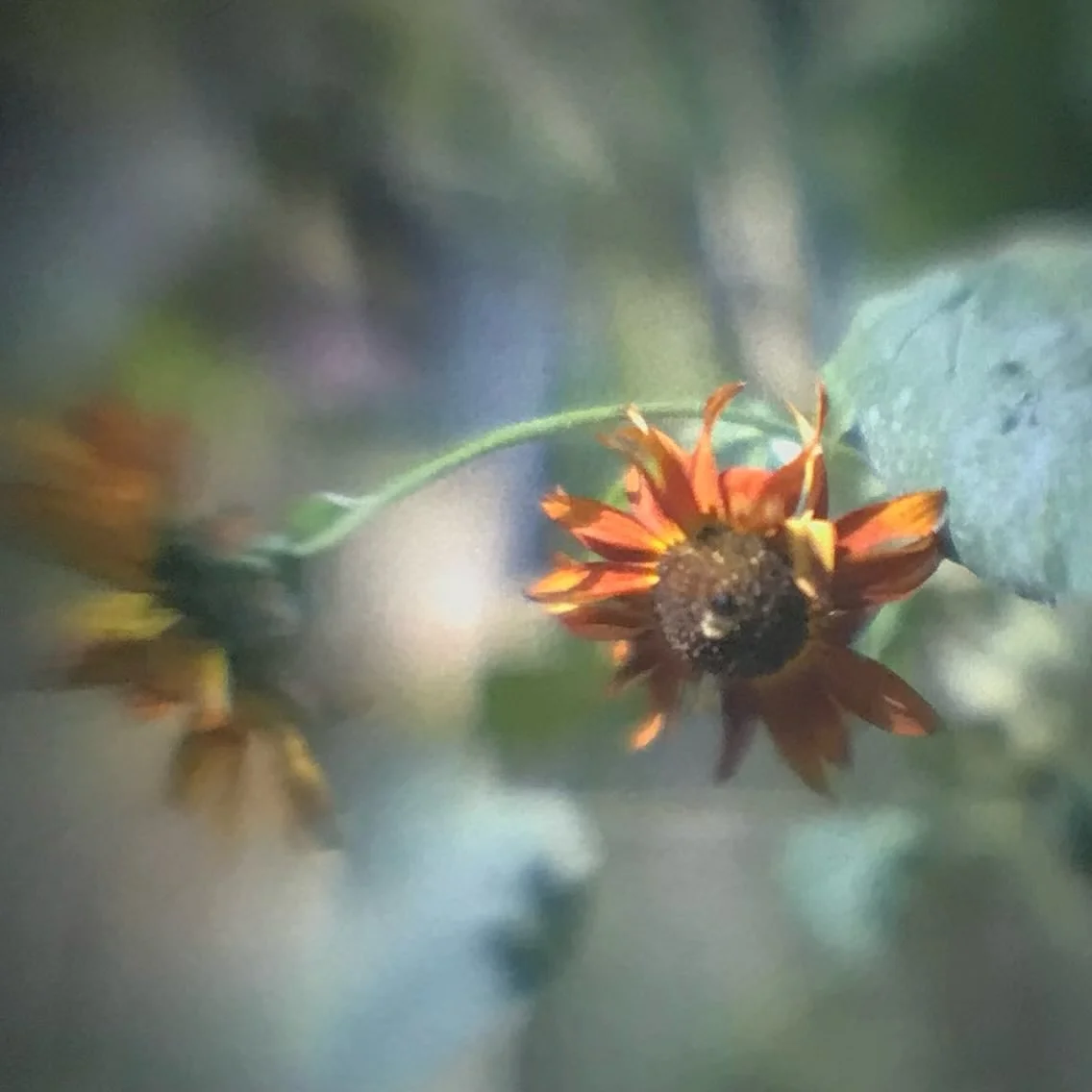 Almost ready to share the 2026 postcard calendar. In the meantime here are some  Autumn Beauty sunflowers captured through Camera Illumina. Can you see the bumble bee?