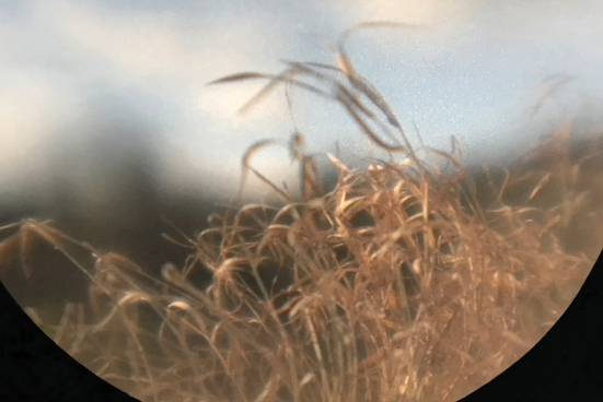 Image of grass blowing in the wind.