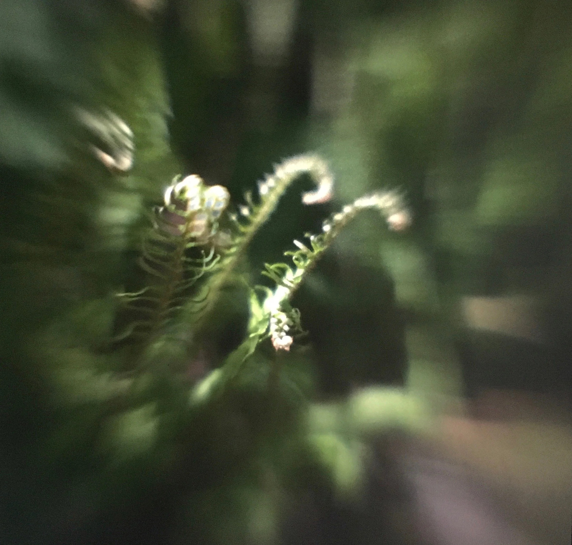 Fern unfurling.jpg