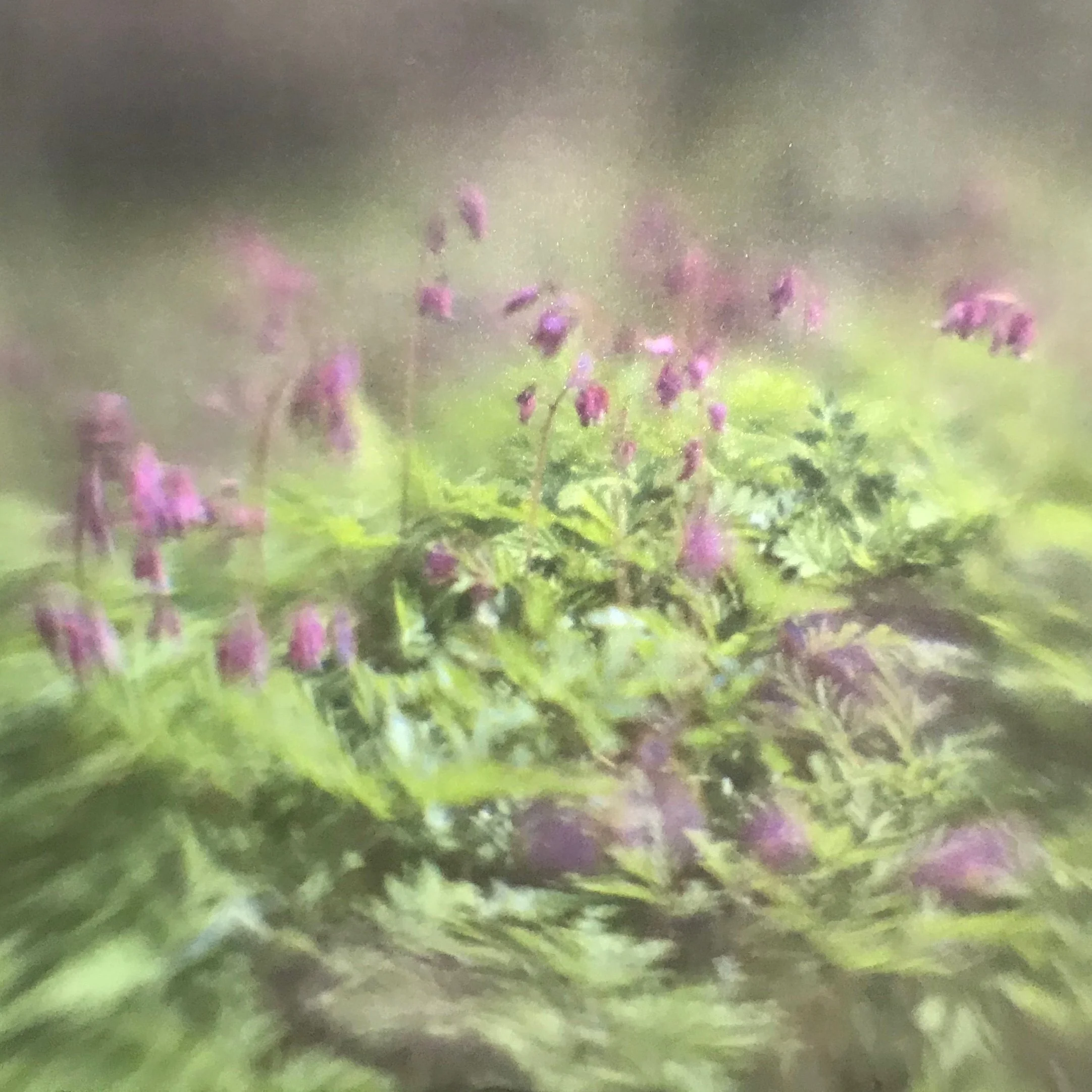 Camera Illumina Bleeding hearts.jpg