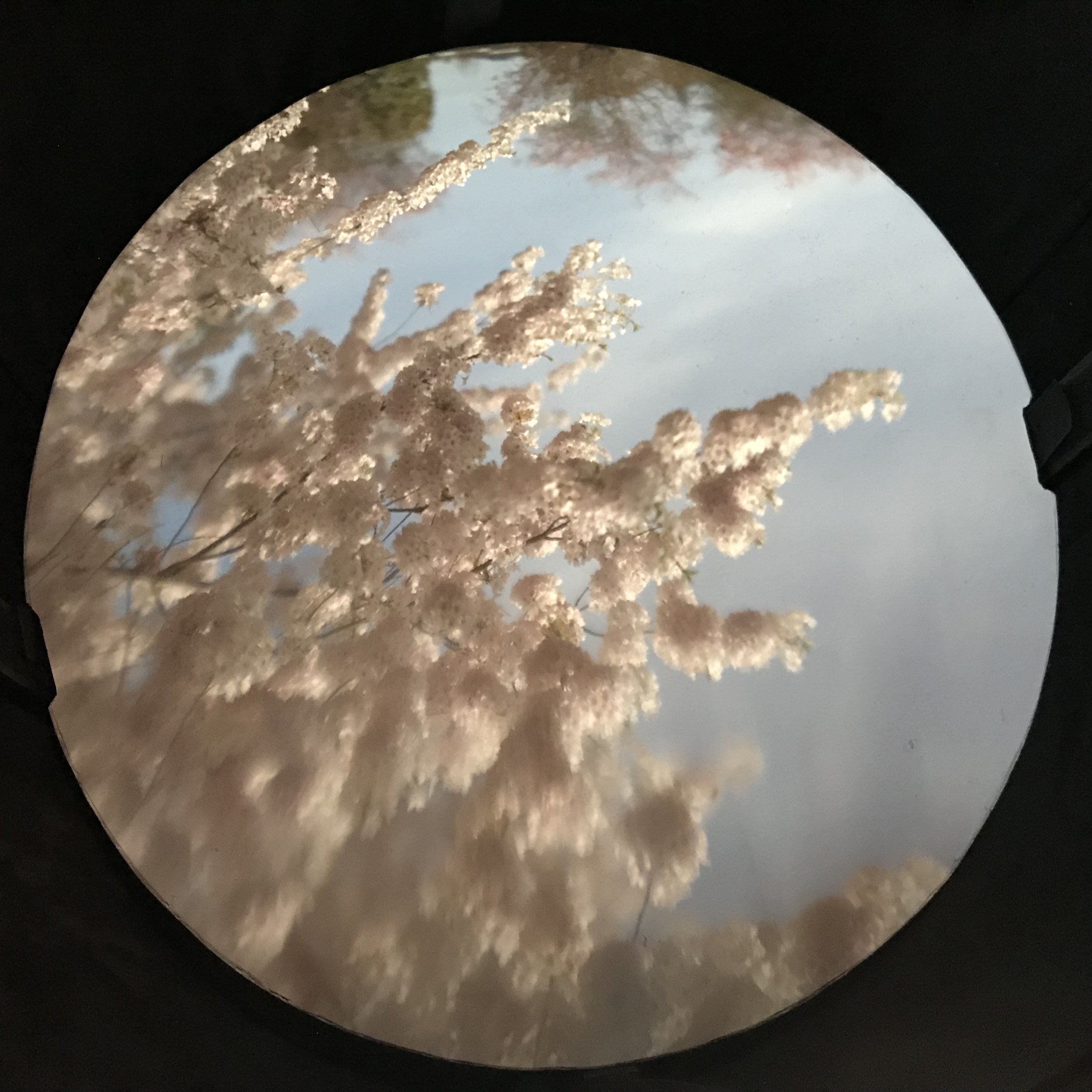 blossomtree.jpeg
