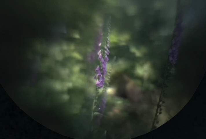 Photograph of fox gloves in a forest. The fox glove in the centre of the image is in focus, the backround is blurry like a watercolour painting.