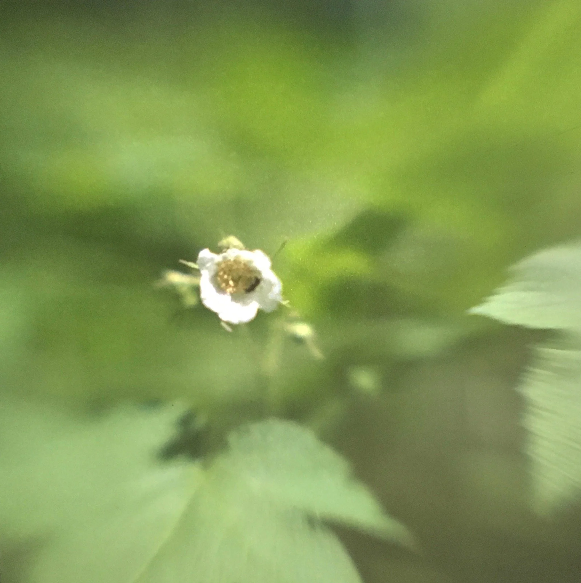 Camera illumina thimble berry blossom.jpg