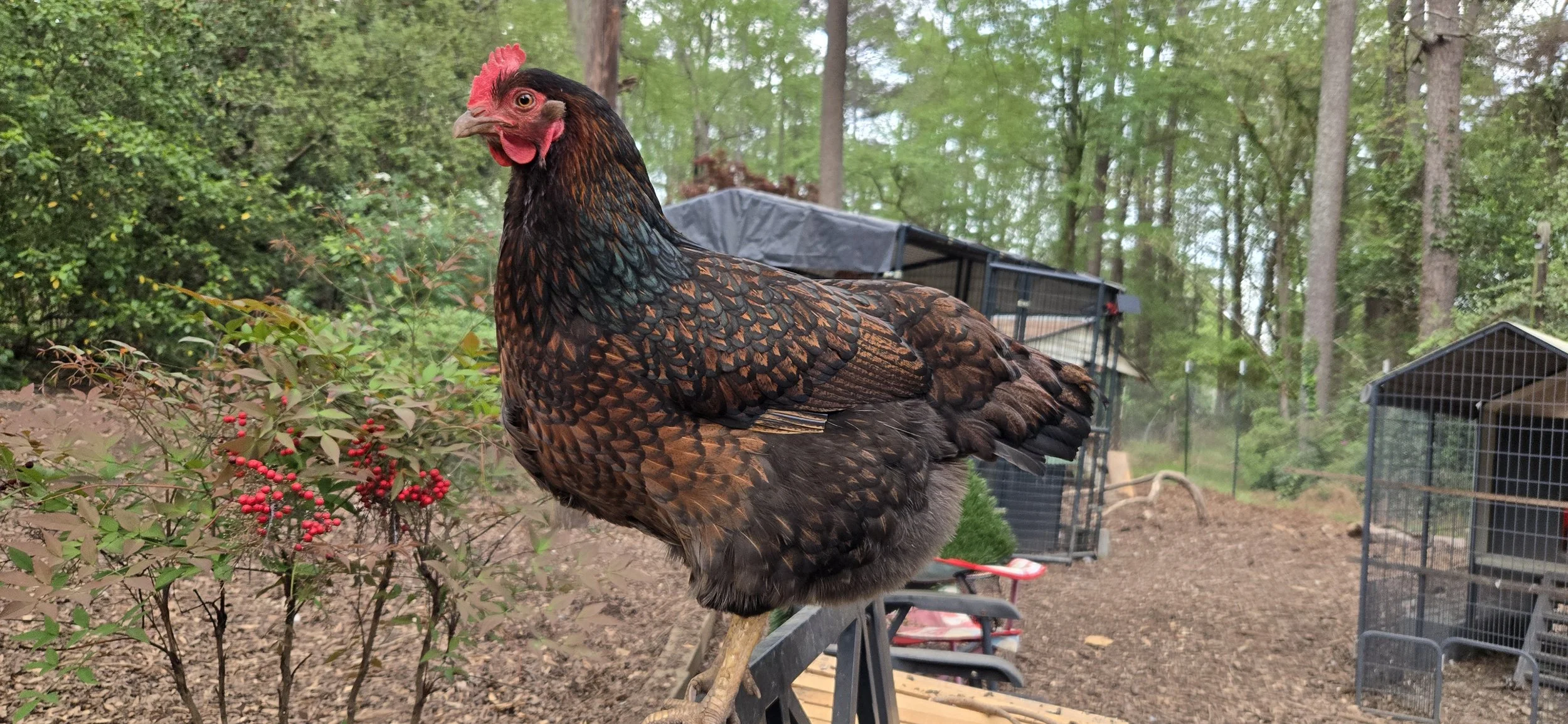 Backyard Chicken Keeping 101