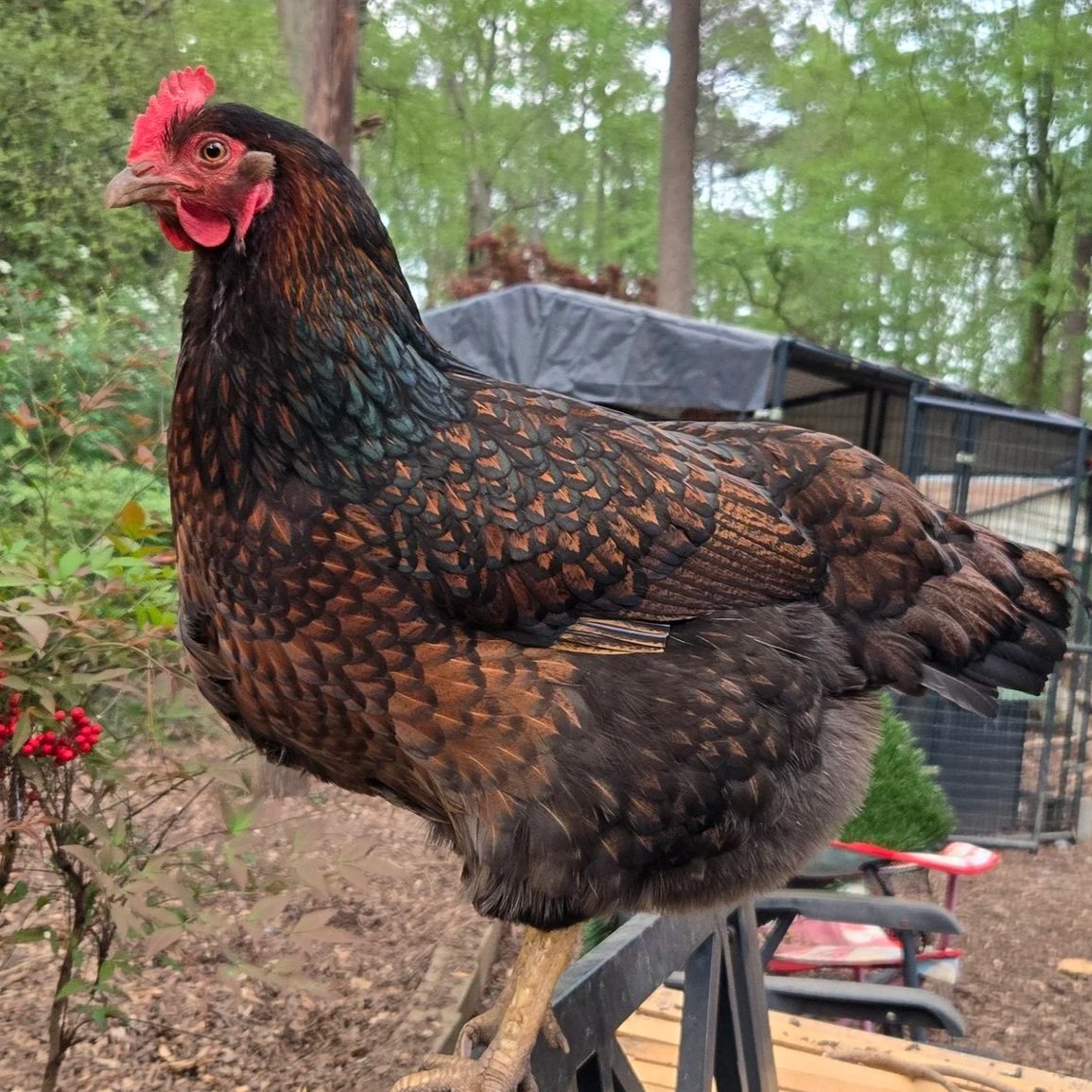 Chicken Keeping 101