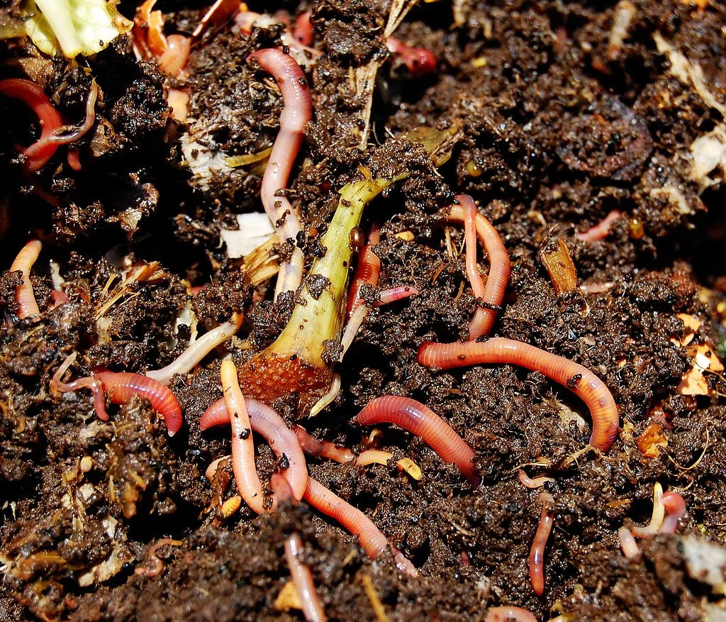 Worry-Free Home Composting 101