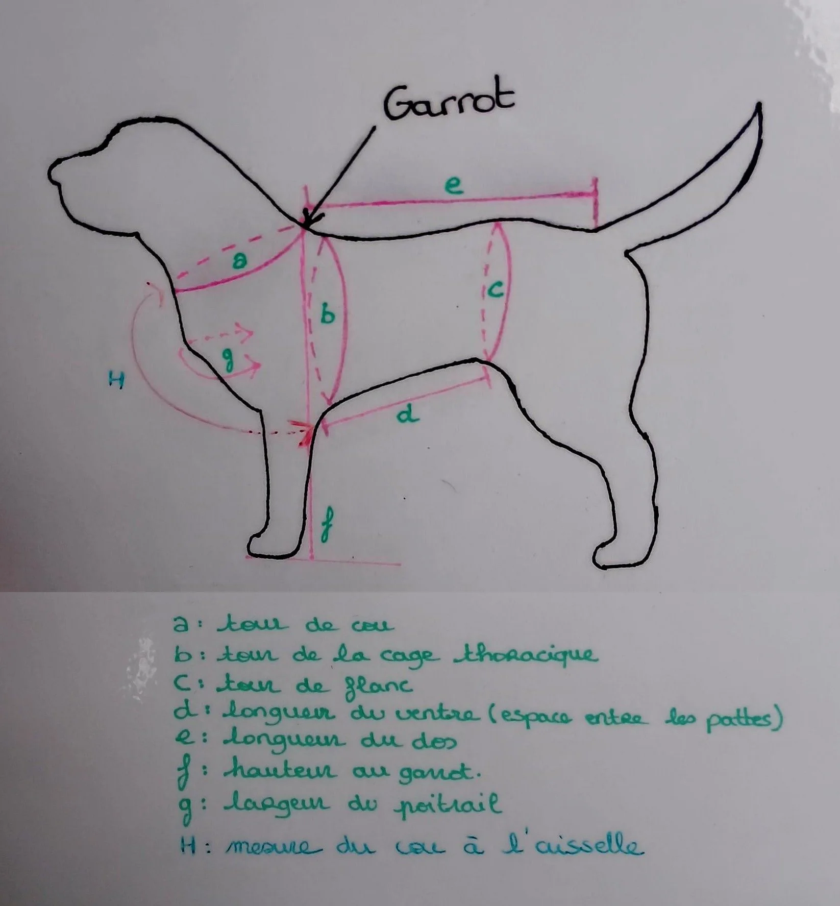 Schéma mensuration modifié.jpg