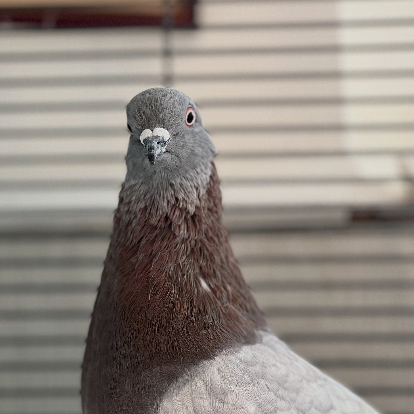 Domestic Pigeons