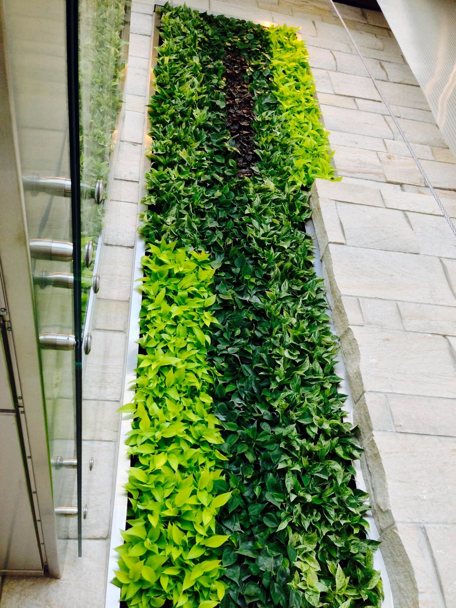 Vertical garden with a variety of green plants, arranged in alternating light and dark green sections, along a wall and beside a glass door.