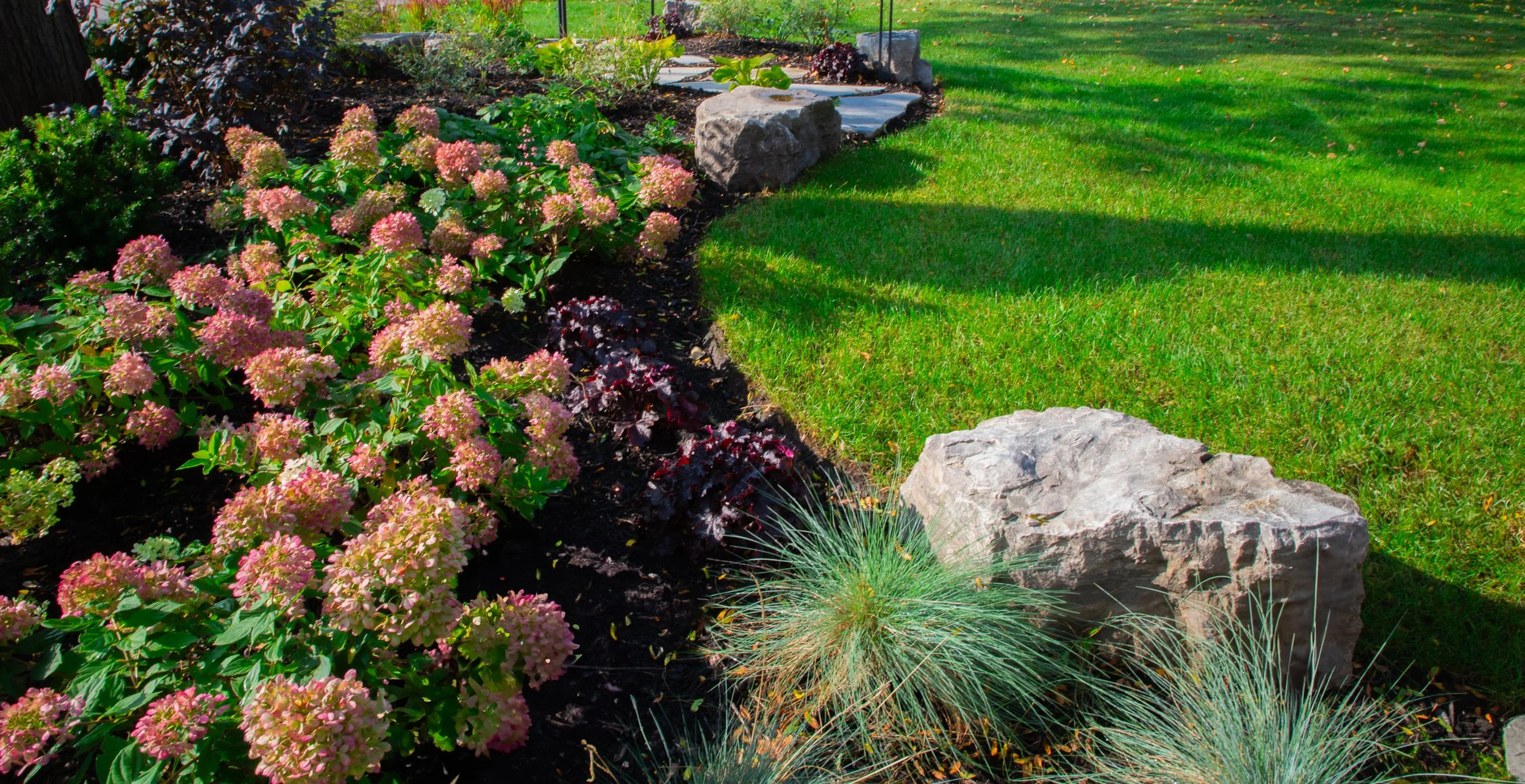 A well-maintained garden with pink hydrangea flowers, rocks, and lush green grass with shadows from nearby trees.